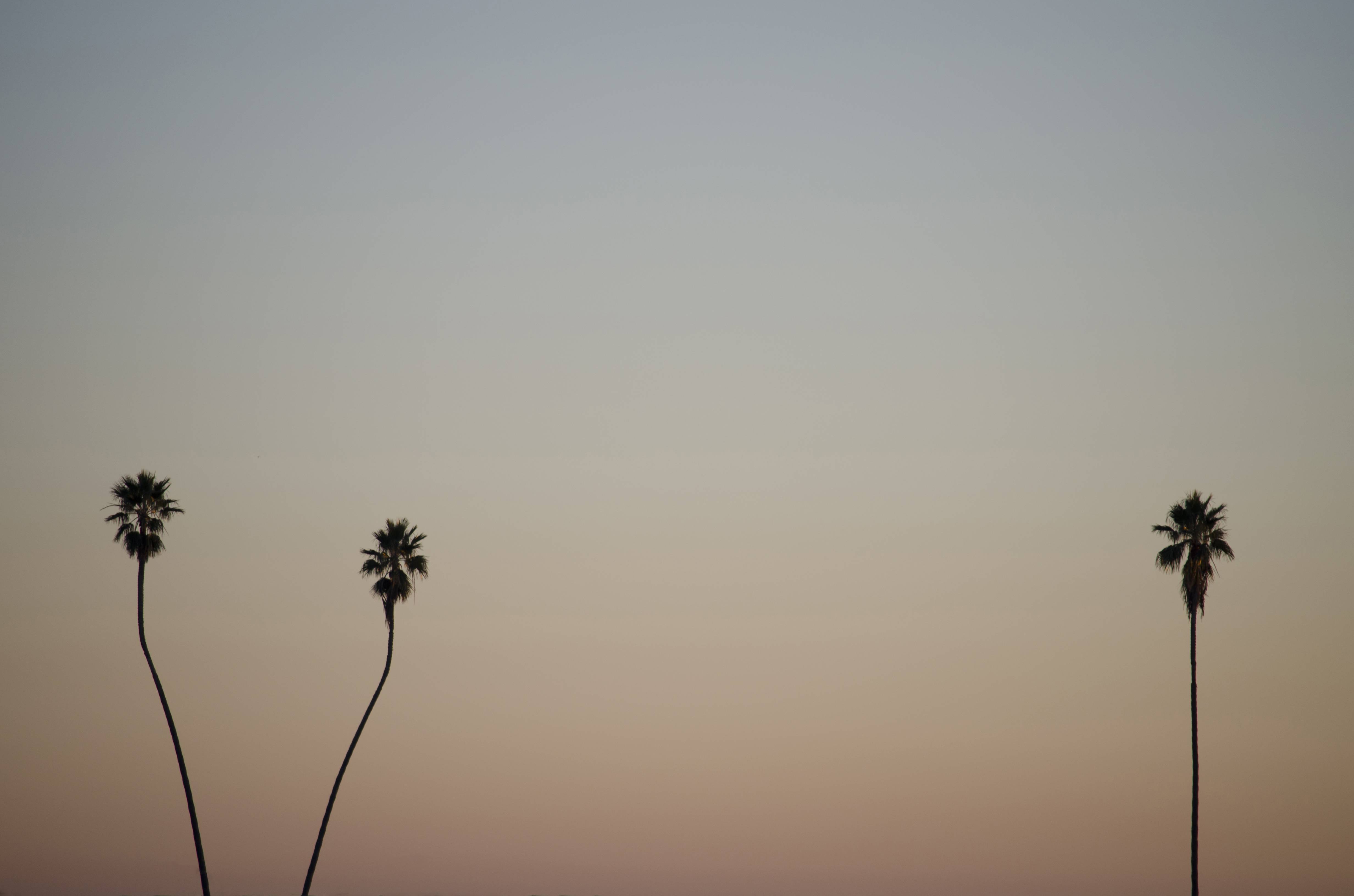 4928x3264 Minimalist wallpaper: SoCal sunset and palm trees
