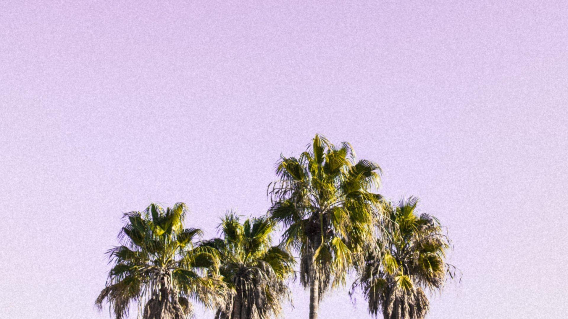 1920x1080 Desktop wallpaper minimal, sky, palm trees, HD image, picture, background, 78056b