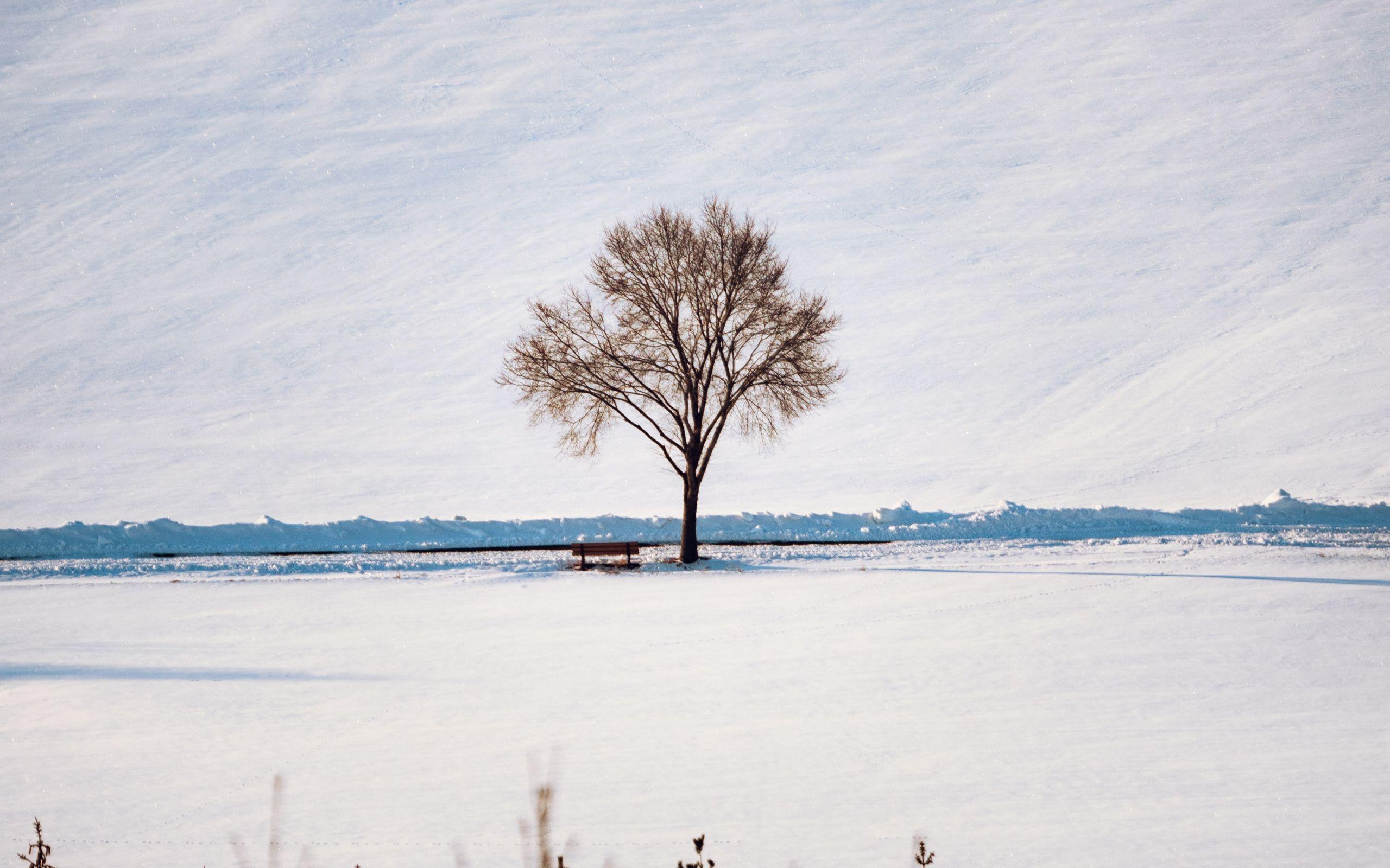 2560x1600 Download Tree and bench, minimal, landscape wallpaper, 2560x Dual Wide, Widescreen 16: Widescreen