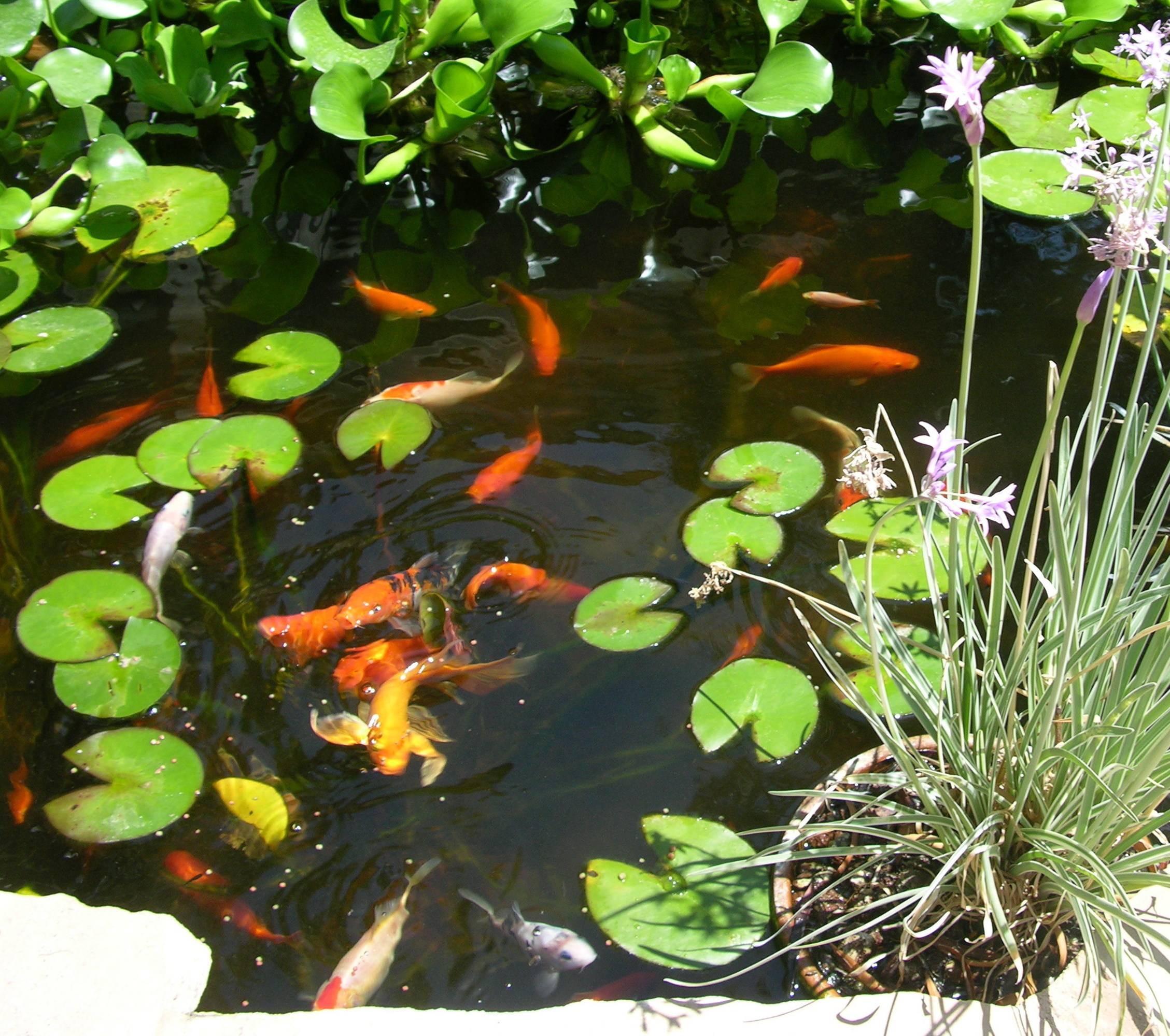 2257x1999 Koi Pond Wallpaper