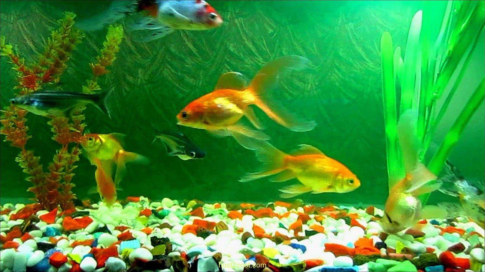 1600x900 fish live wallpaper download koi lwp