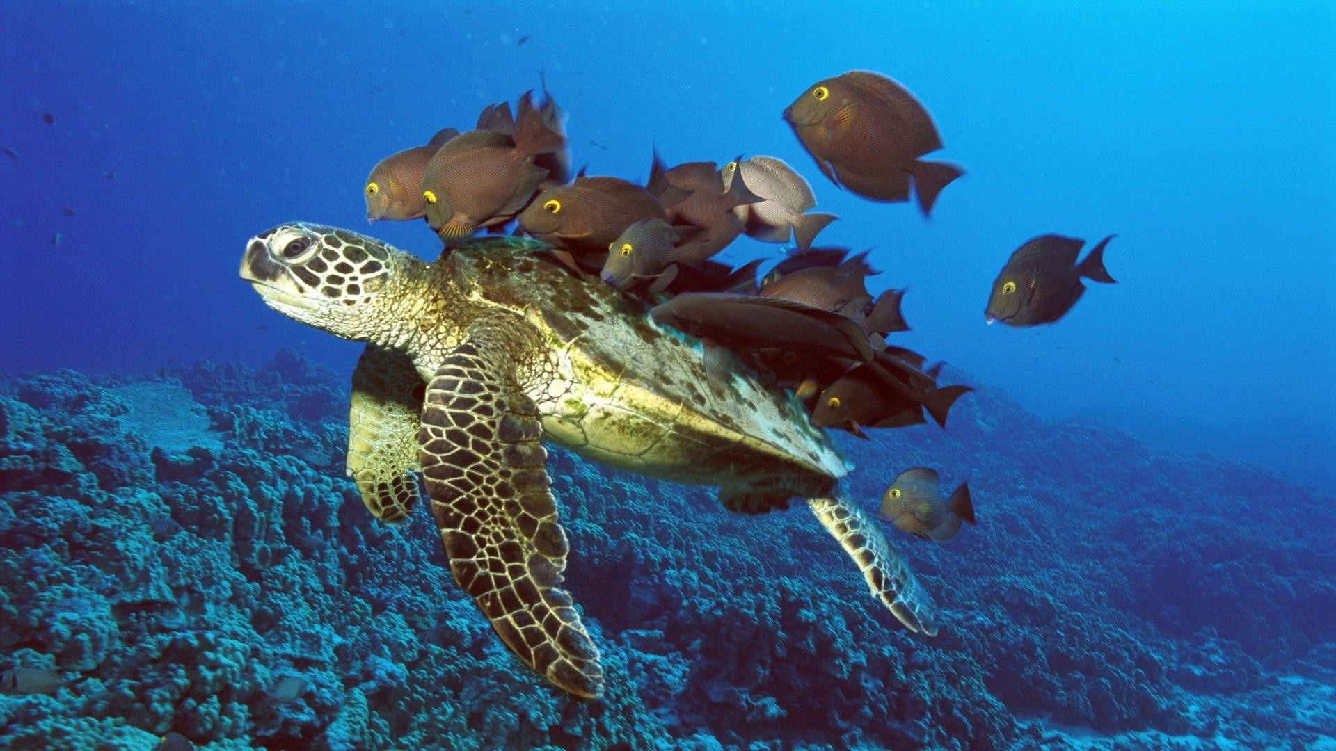 1920x1080 Hawaii Tag wallpaper: Green Hawaii Reef Fish Turtles Sea Water