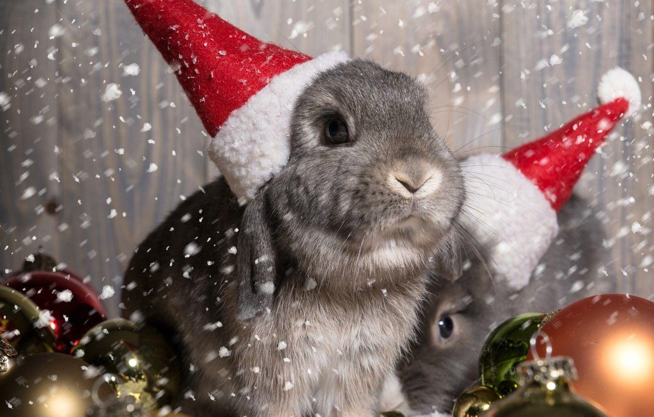 christmas rabbit wallpaper