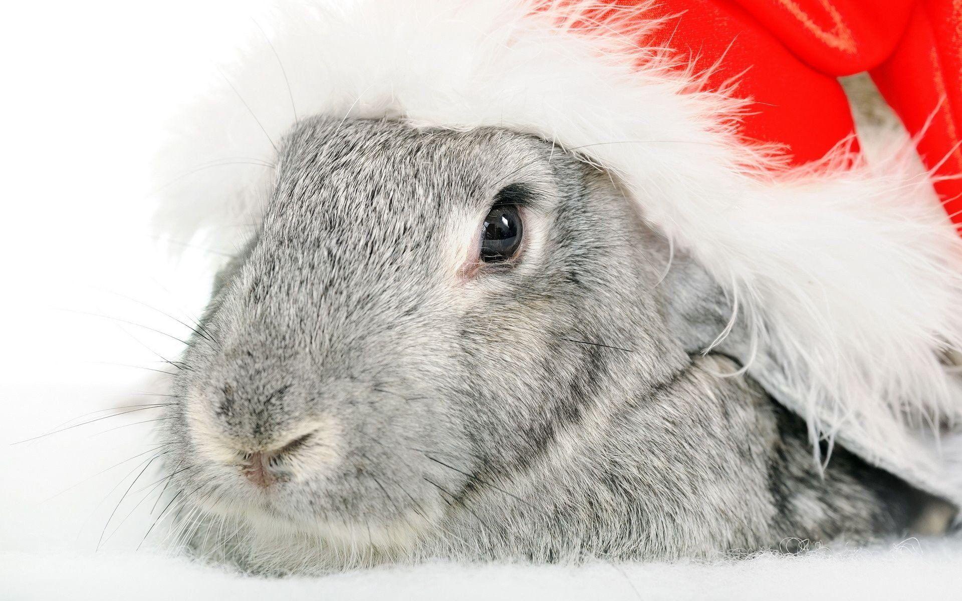 1920x1200 Christmas Bunny Wallpaper