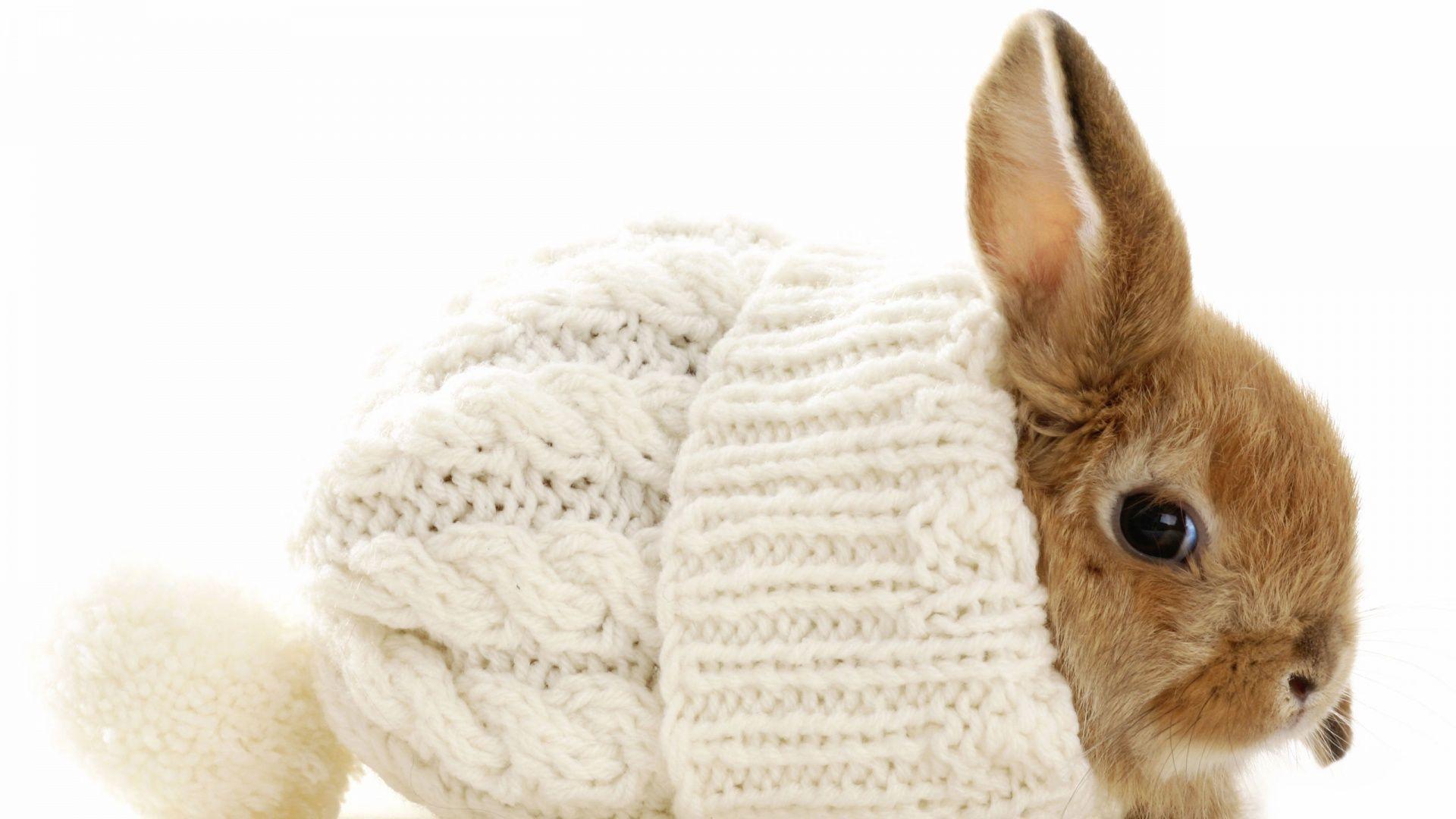 1920x1080 Wallpaper Bunny