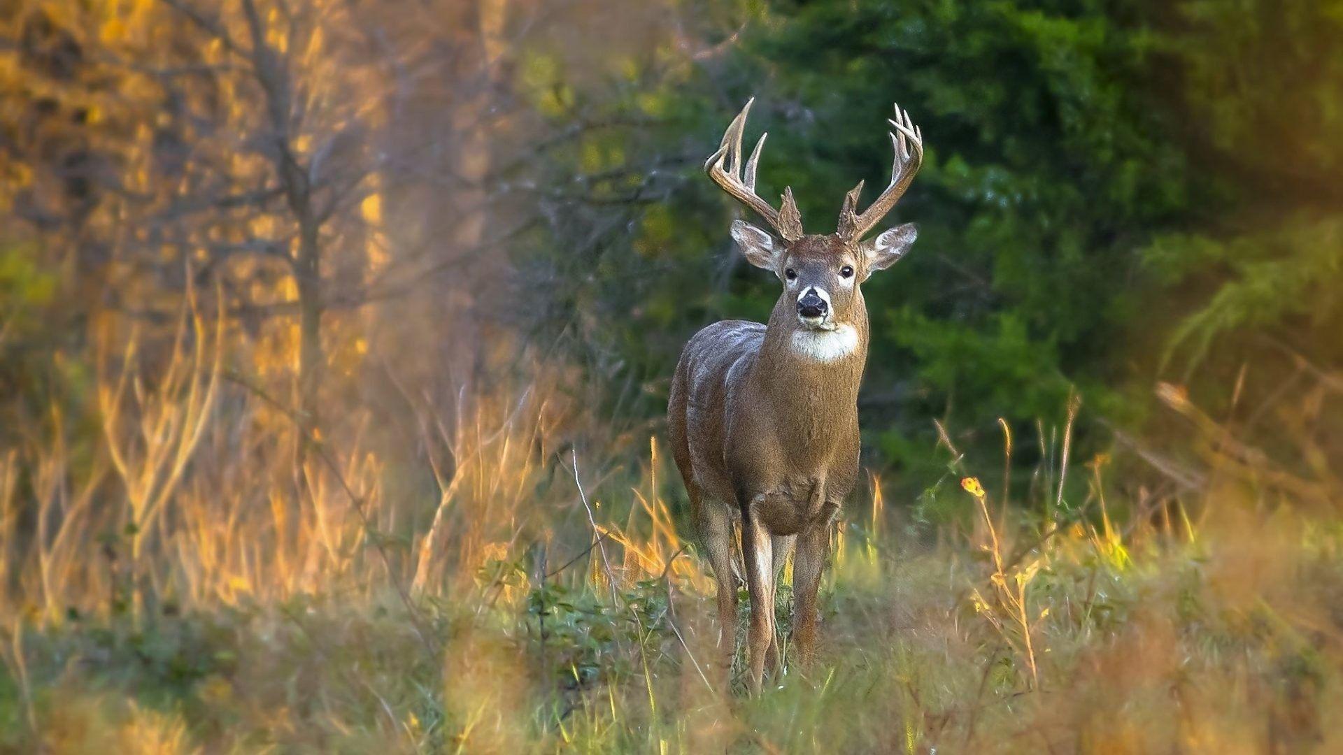 1920x1080 Autumn Tag Deer HD