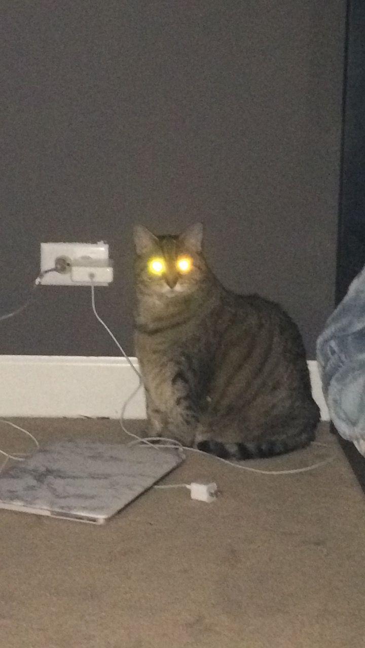 720x1278 cats:. Cat and dog memes, Cats, Dumb cats
