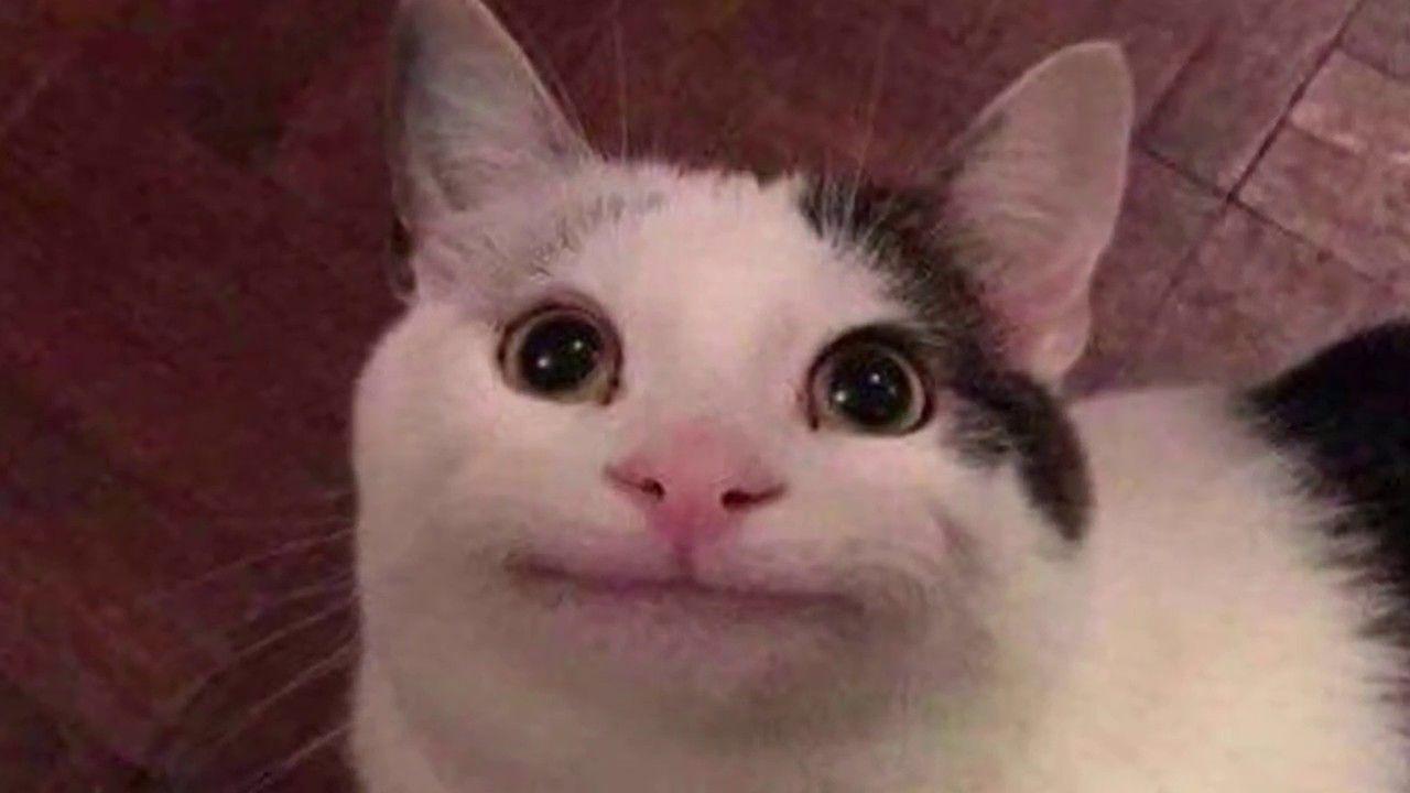1280x720 Ideas For Cursed Cat Image Funny