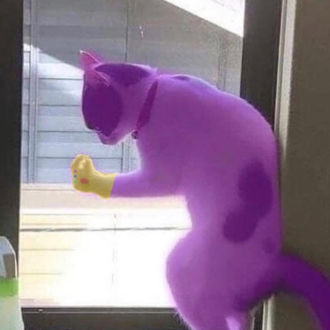 1080x1080 Cool Cursed Cat Image