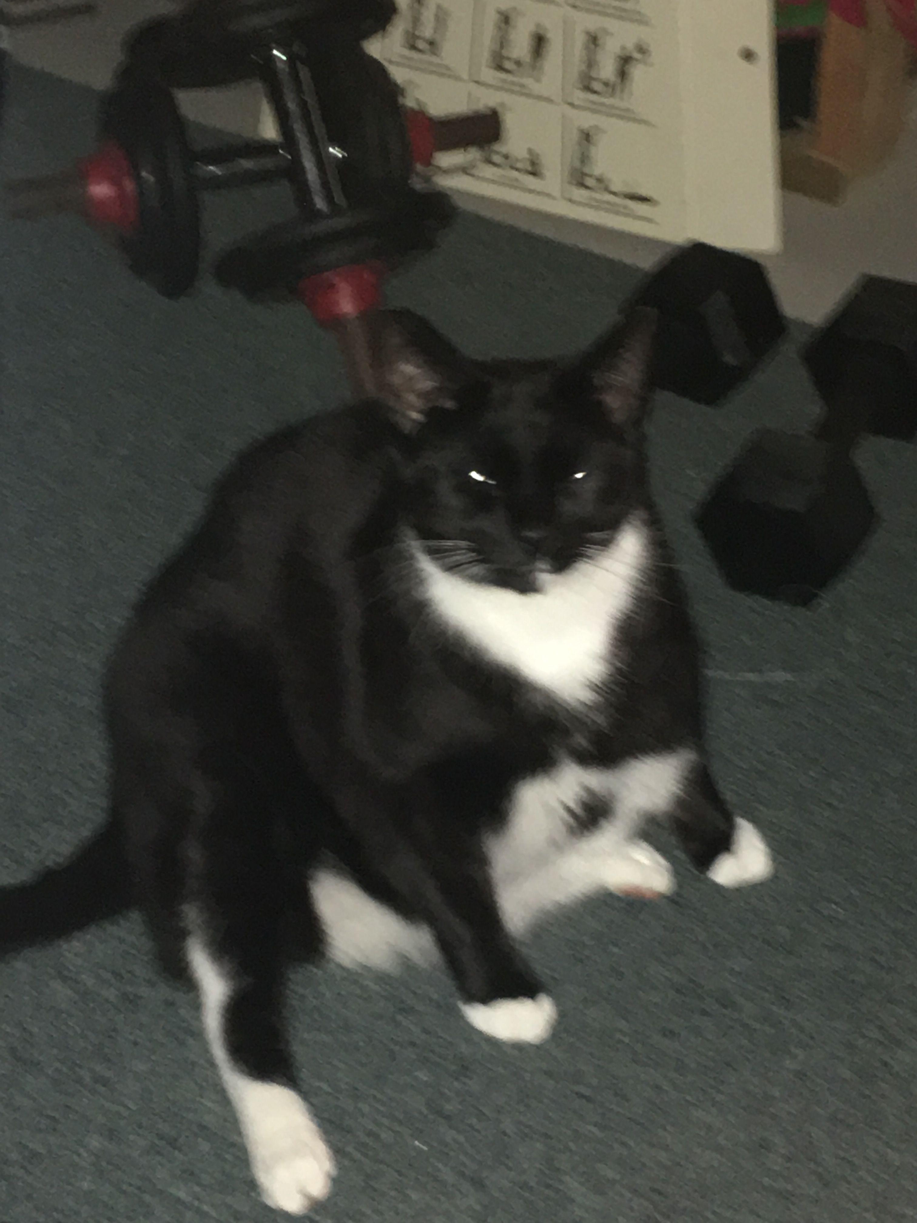3024x4032 Cursed Cat Image