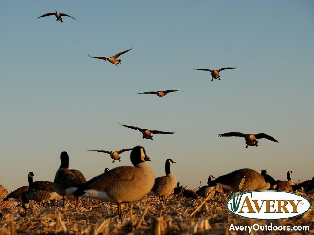 Delta Waterfowl Wallpapers - Top Free Delta Waterfowl Backgrounds -  WallpaperAccess