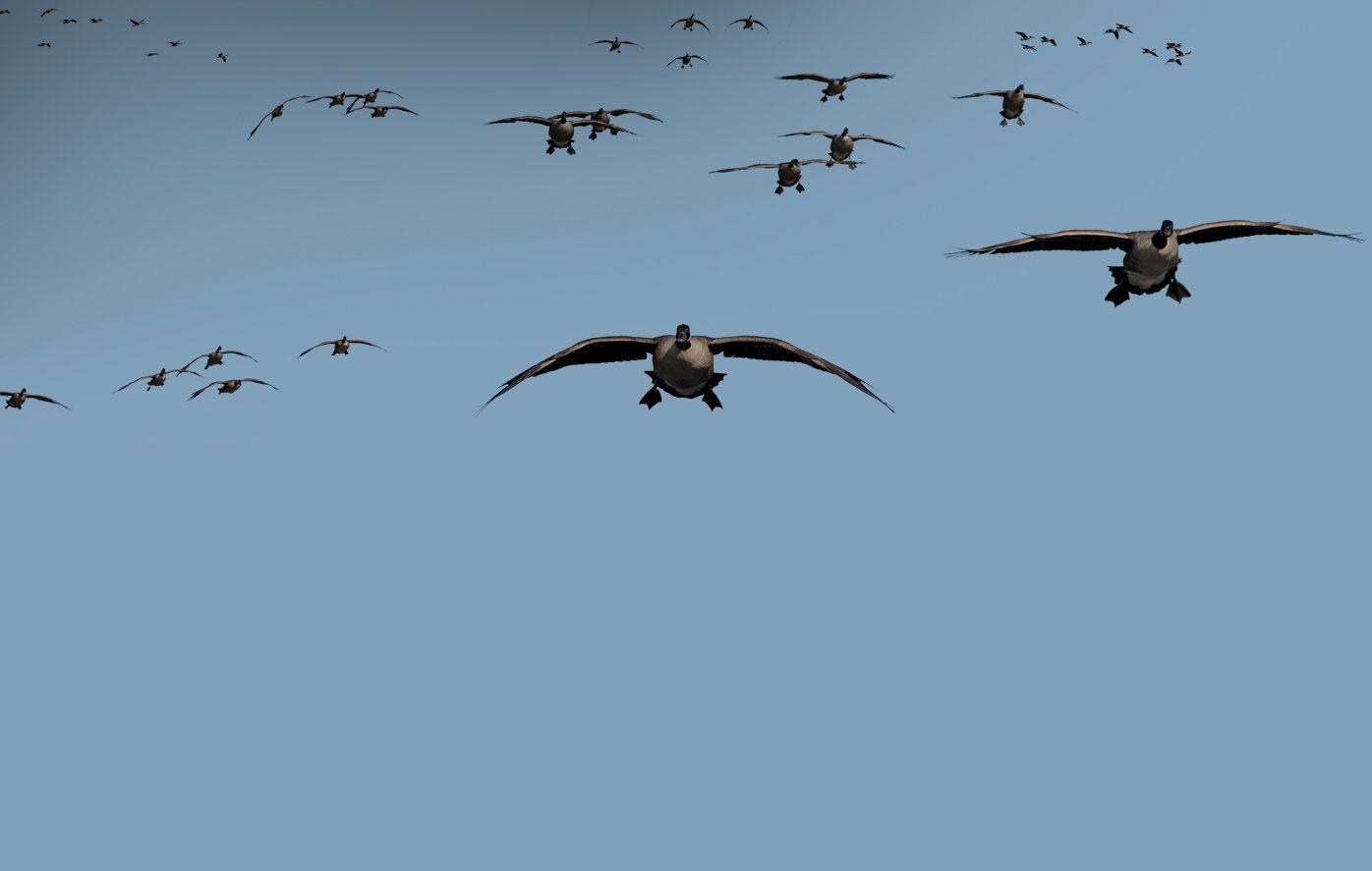 1396x887 Waterfowl Wallpaper Gallery (43 Plus)