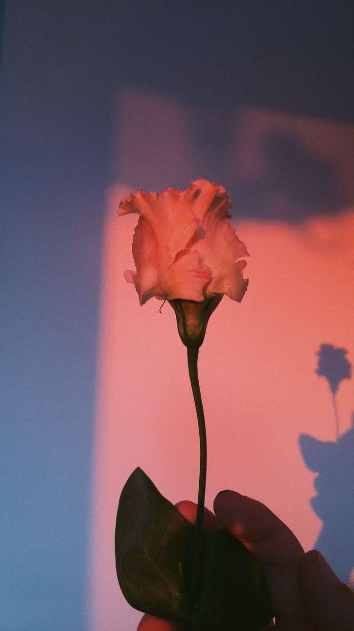 720x1281 Fondos de pantalla. Aesthetic wallpaper, Nature photography, Aesthetic background