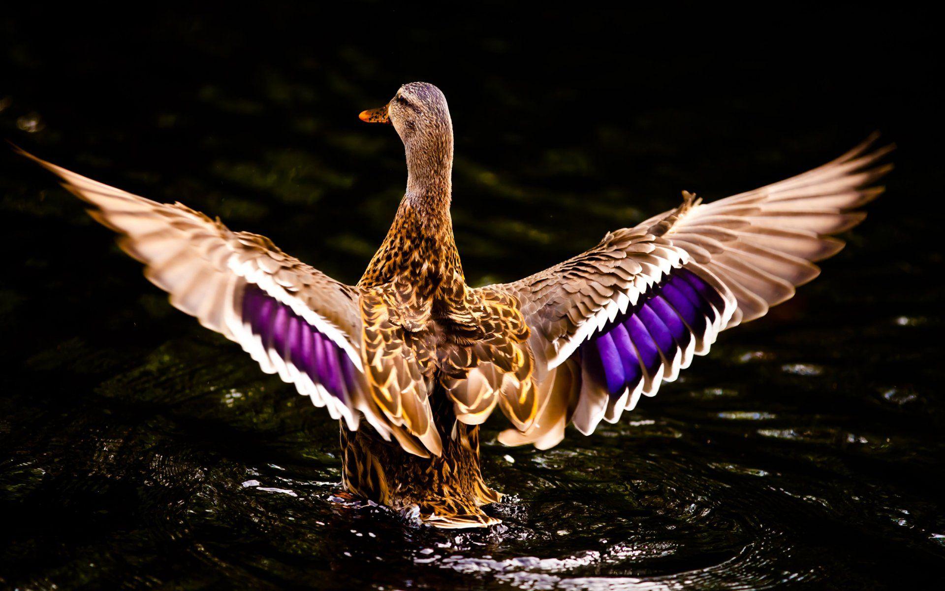 1920x1200 Duck Fly Wallpaper