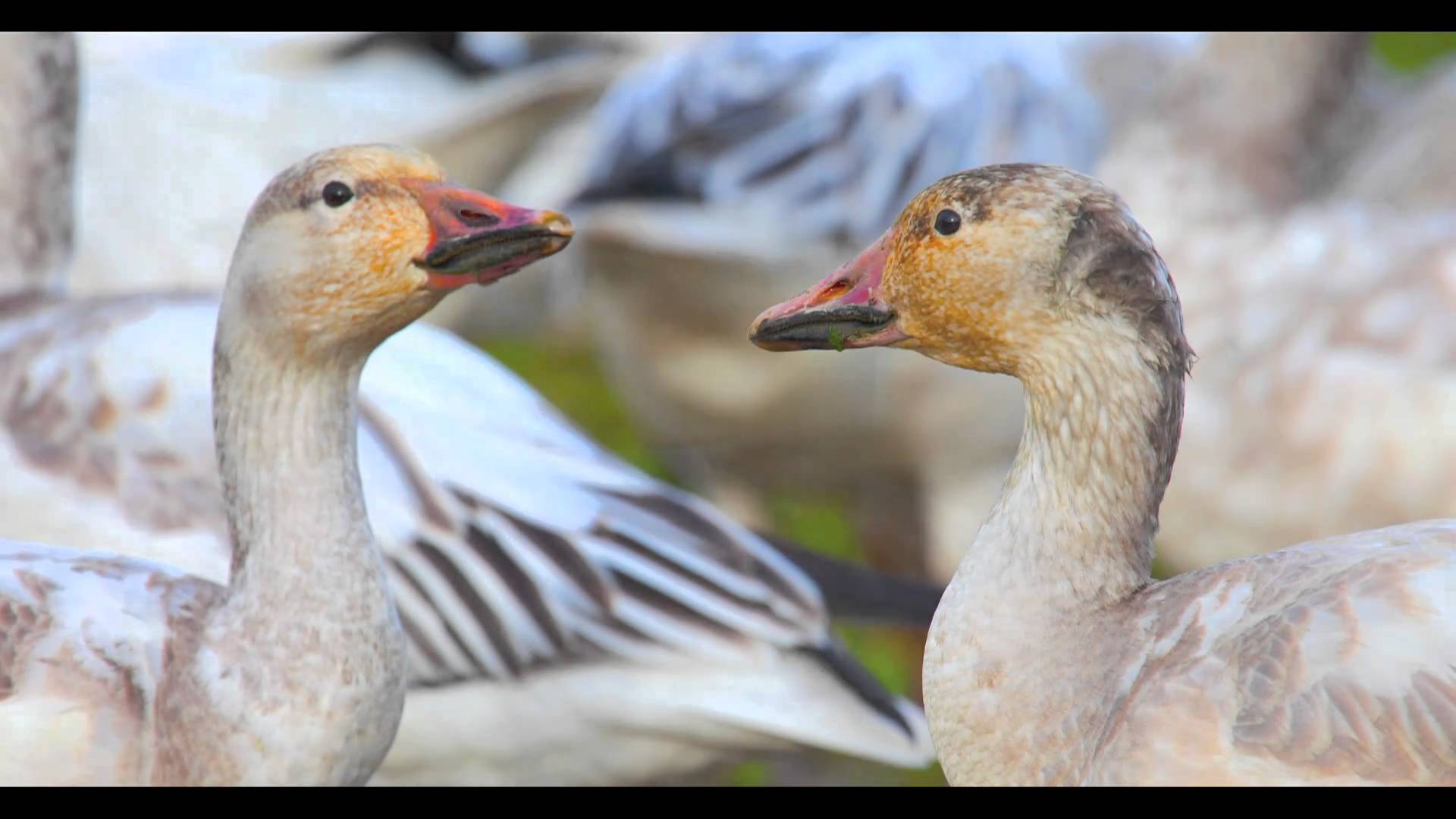 1920x1080 Snow goose, Washington Skagit / Fraser Delta, viewing, hunting
