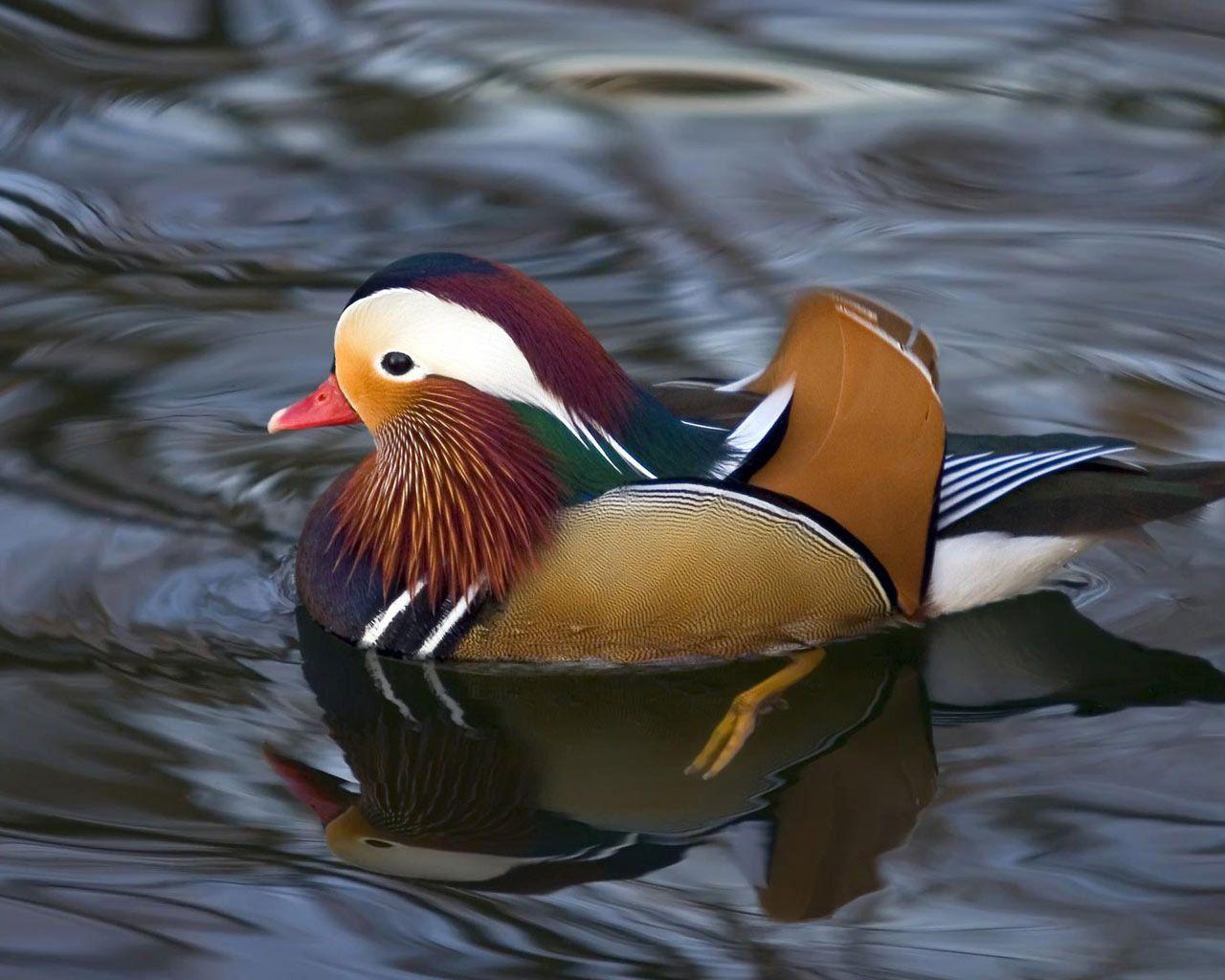 1280x1024 Index Of Wp Content Uploads Waterfowl Wallpaper
