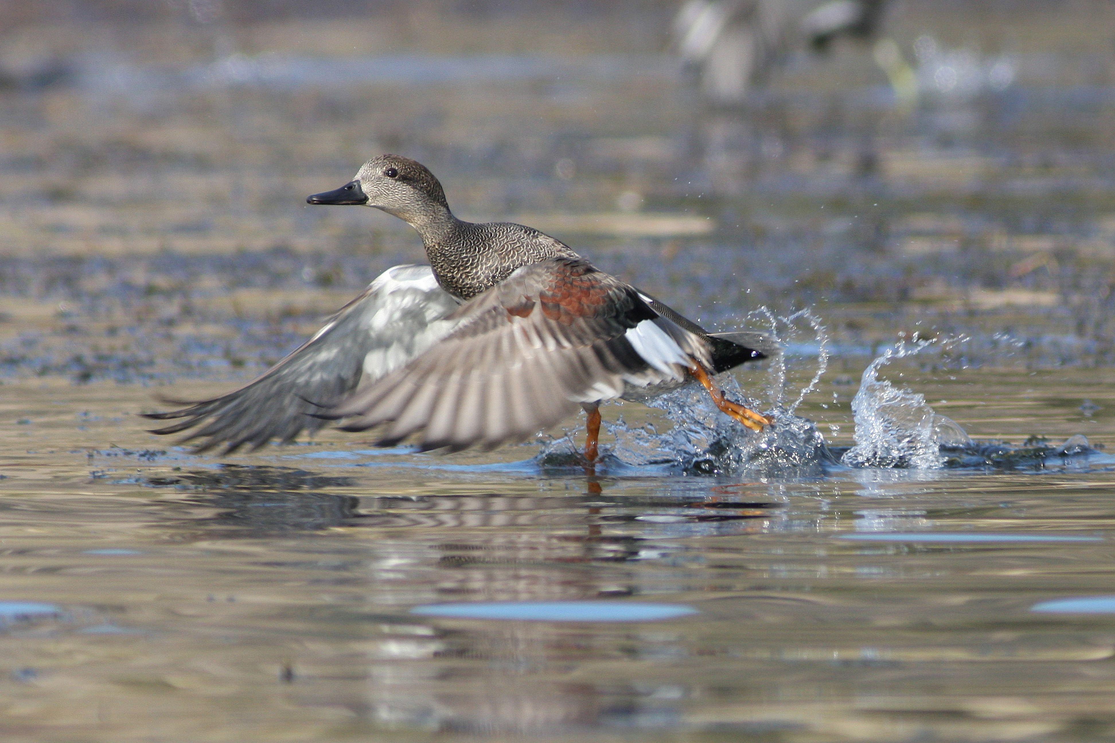 3888x2592 California Duck Hunting Seasons, Laws, and Locations for Public