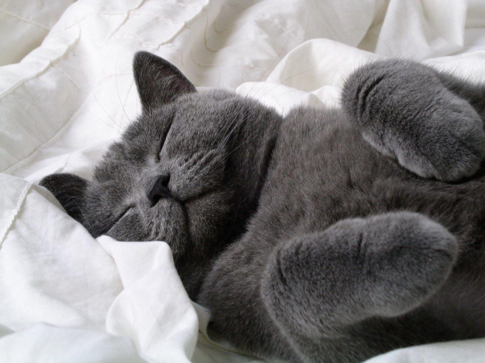 Hình nền 1600x1200 Fluffy Grey Cat.  Hình nền mèo xám, Mèo, Mèo điên