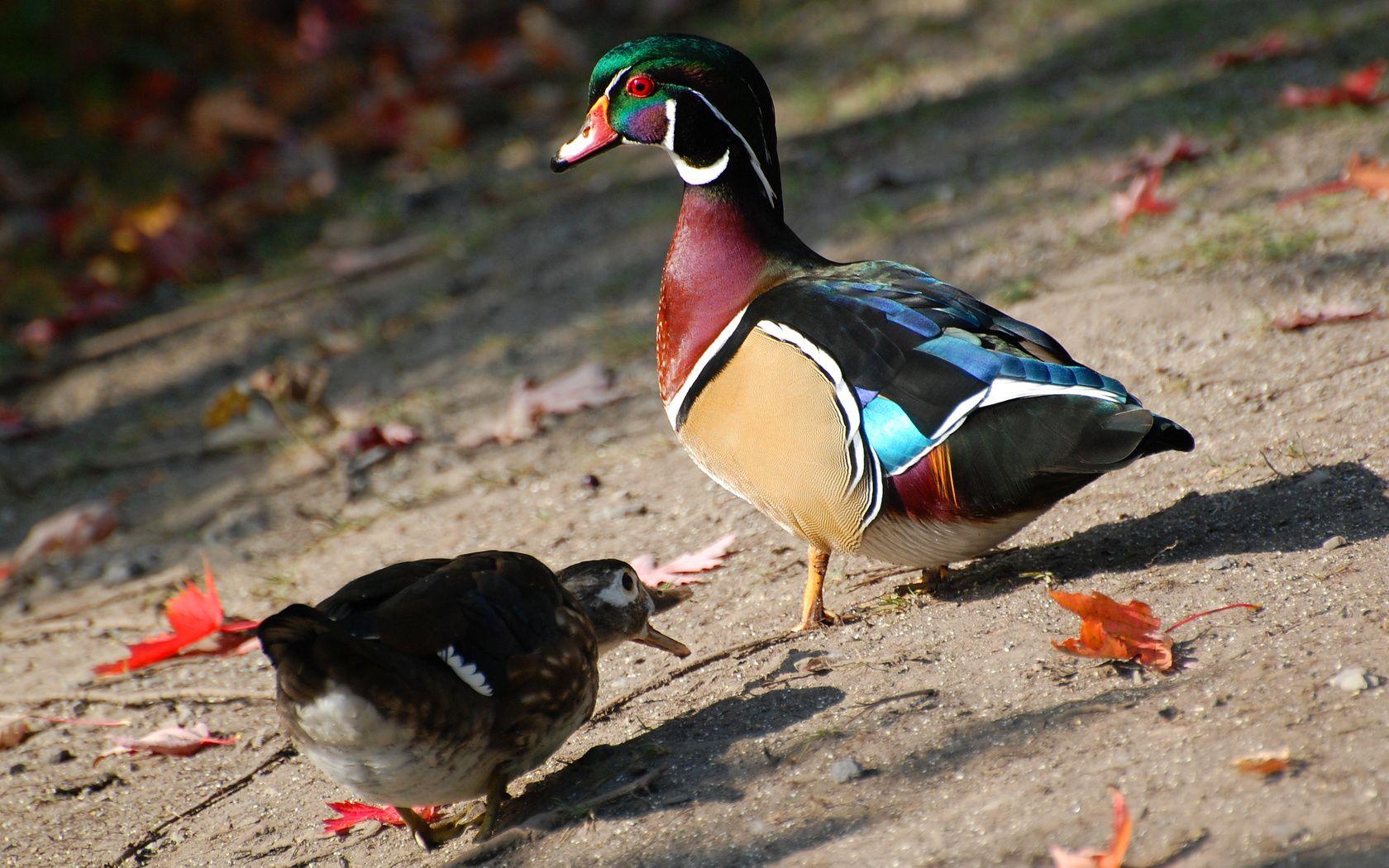 1680x1050 Waterfowl Wallpaper (45 Wallpaper)