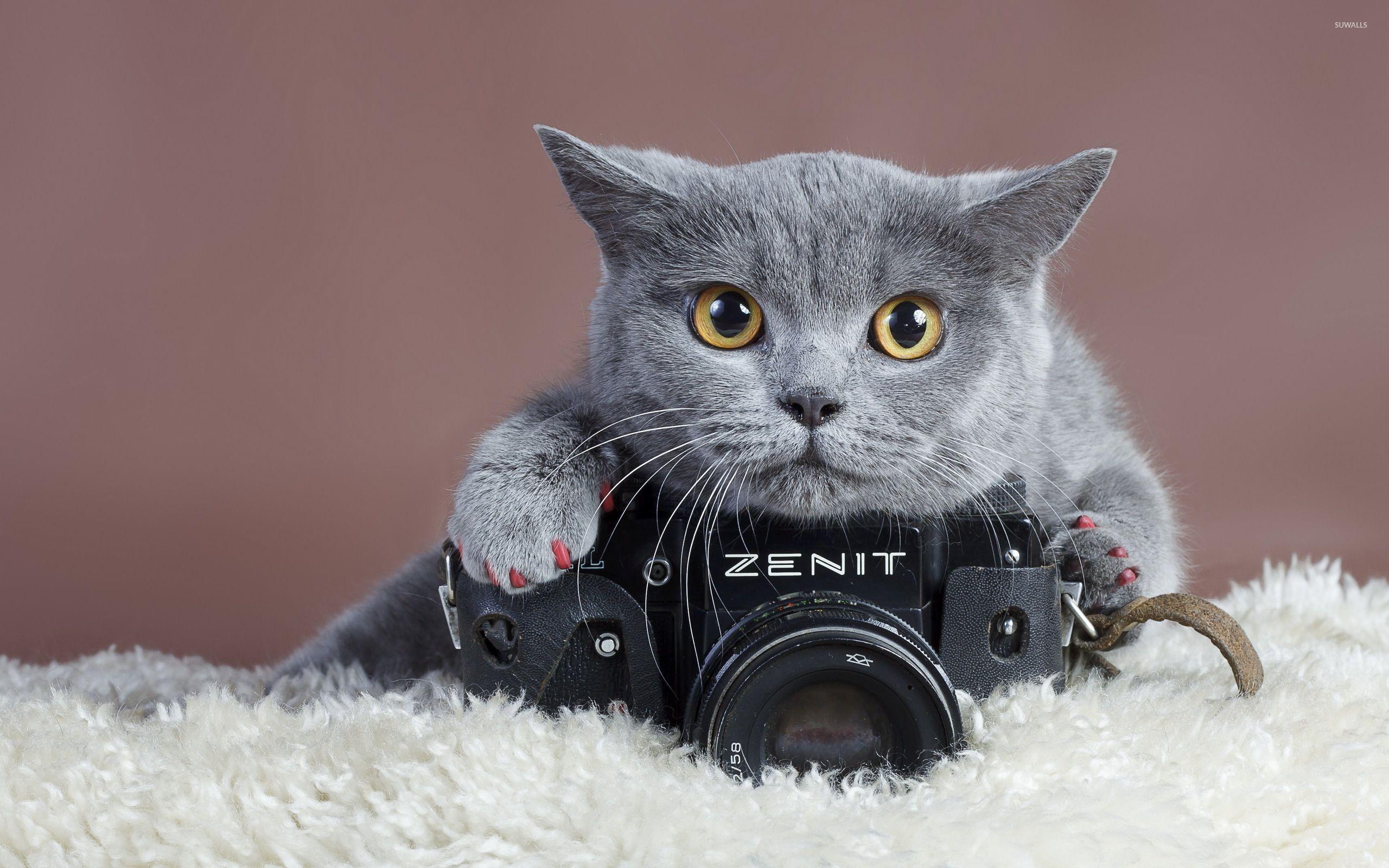 2560x1600 Con mèo xám với hình nền máy ảnh Zenit - Hình nền động vật