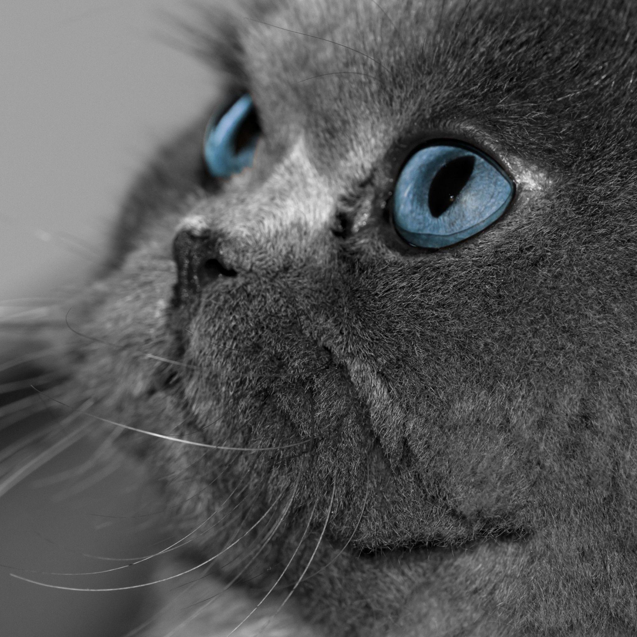 2048x2048 Tải xuống Hình nền 2048x2048 Con mèo, Lông mượt, Màu xám, Mắt, Mắt xanh, Hồ sơ iPad Air mới, 4, 3, iPad mini Retina H. Mèo có mắt xanh, Hình nền mèo xám, Mèo xám
