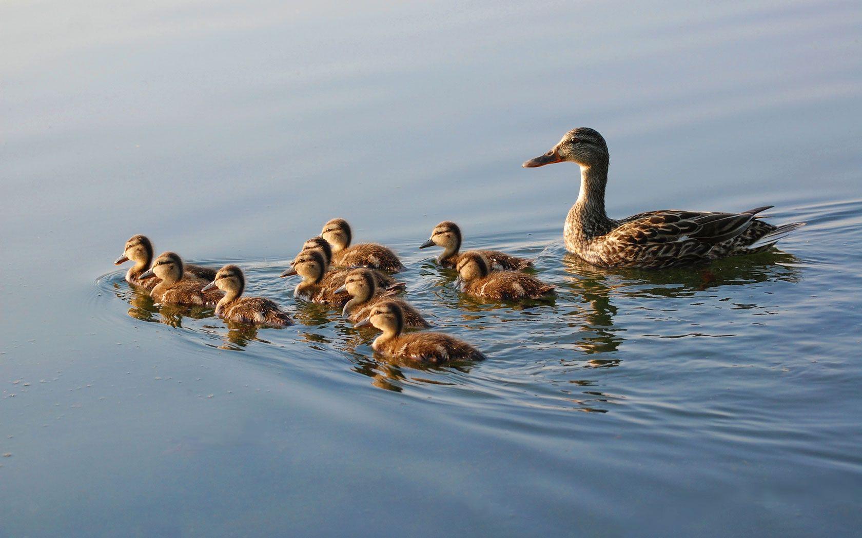 1680x1050 Duck Wallpaper wallpaper Collections