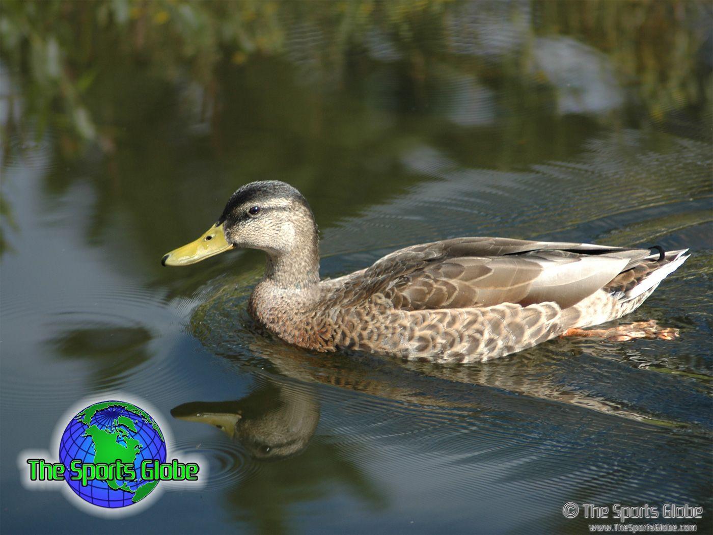 1400x1050 Waterfowl Computer Wallpaper