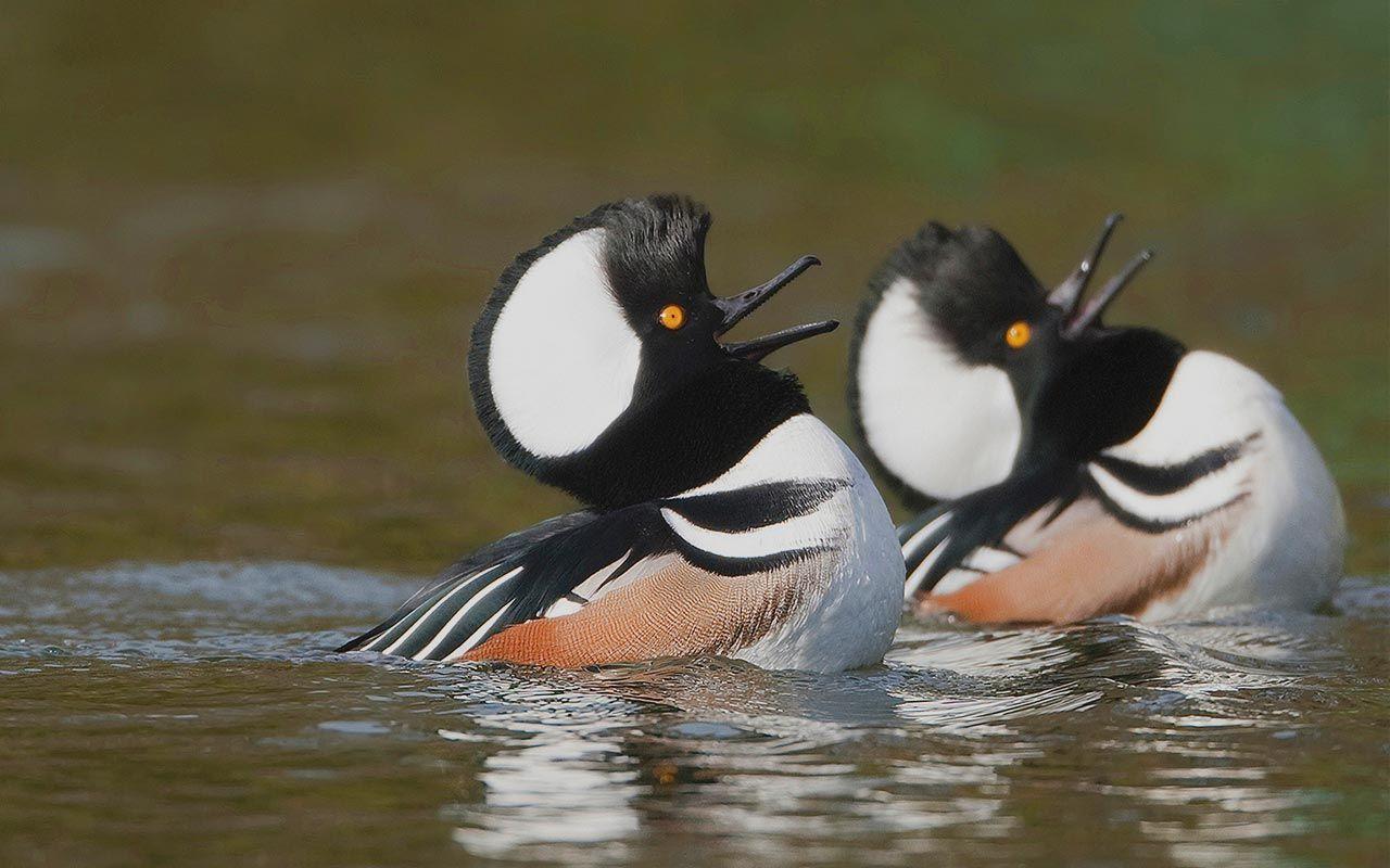 1280x800 List of Synonyms and Antonyms of the Word: water fowl