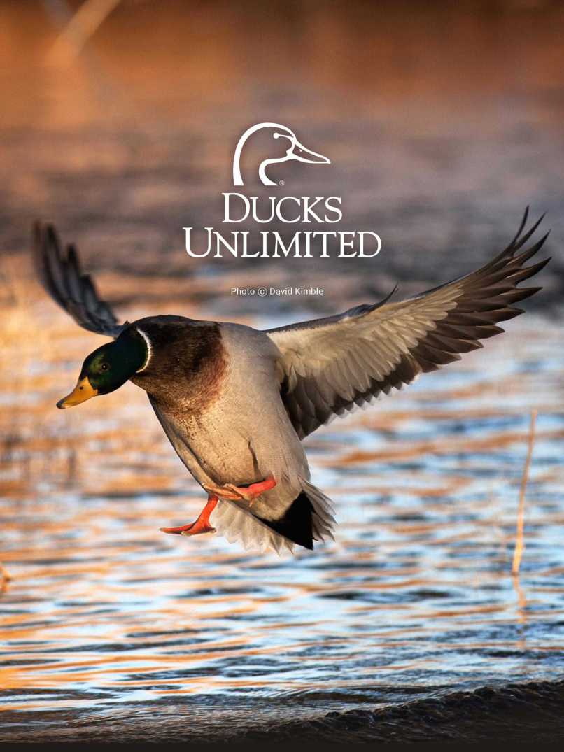 806x1075 Duck Hunting Wallpaper For Walls