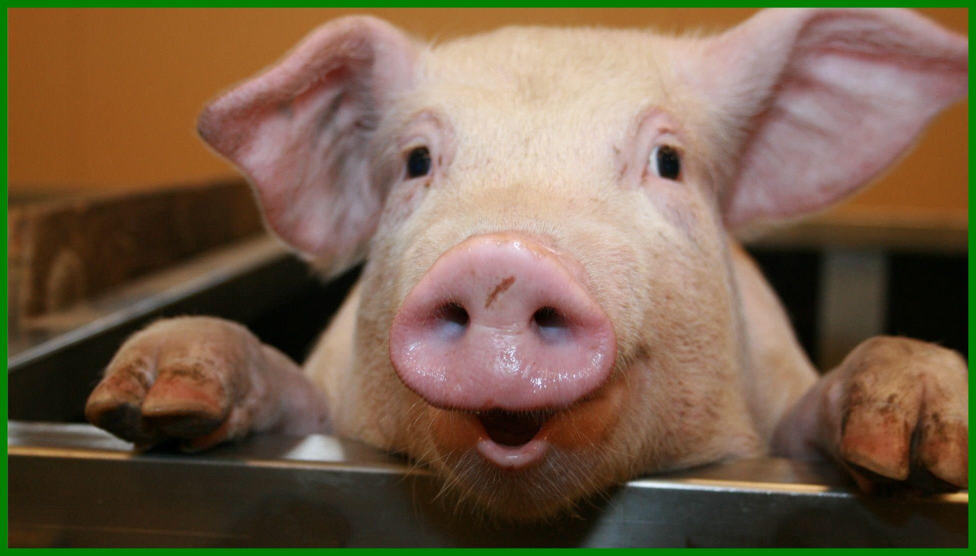 Funny Pig Wallpapers - Top Free Funny Pig Backgrounds - WallpaperAccess Funny Pig Wallpapers - Top Free Funny Pig Backgrounds - WallpaperAccess