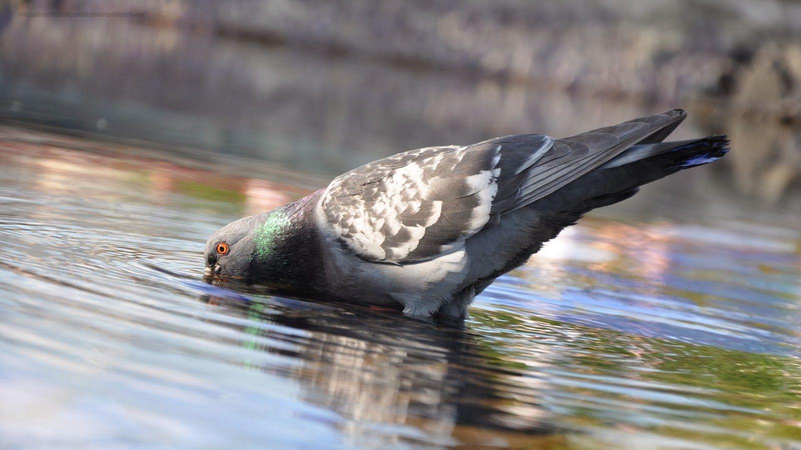 1600x900 Pigeon Wallpaper