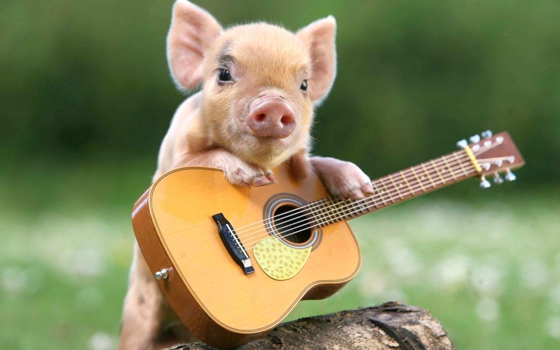 1920x1200 Little funny pig with a guitar wallpaper and image, picture, photo