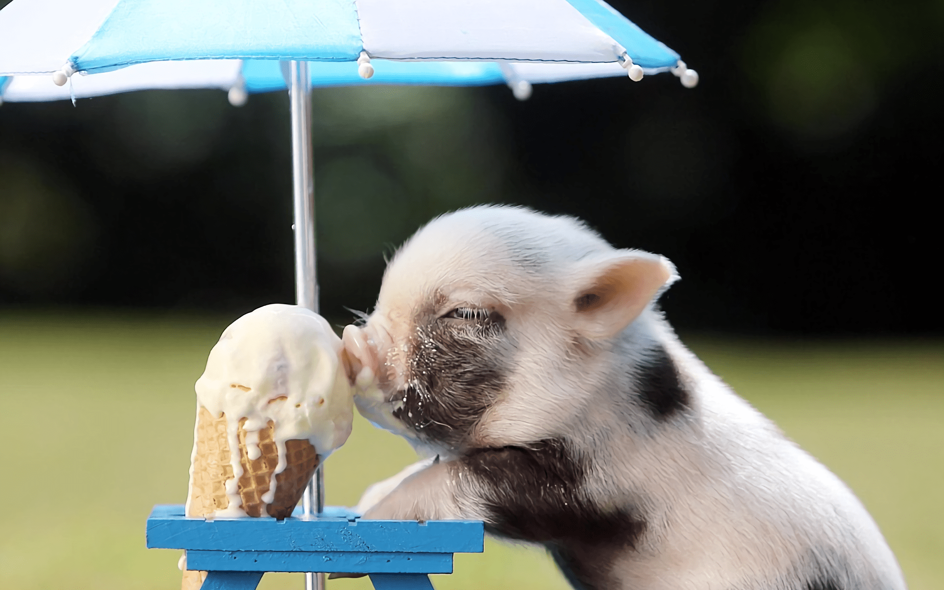 Funny Pig Wallpapers - Top Free Funny Pig Backgrounds - WallpaperAccess