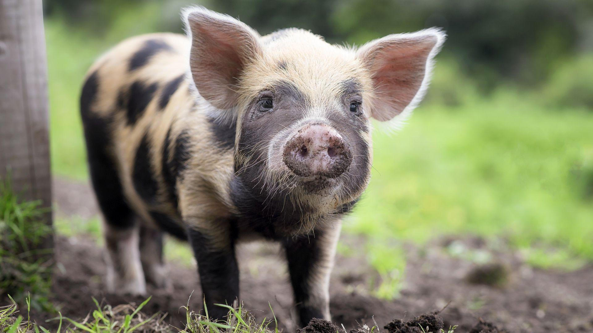 1920x1080 Funny pig with a dirty pyatakom Desktop wallpaper 1920x1080
