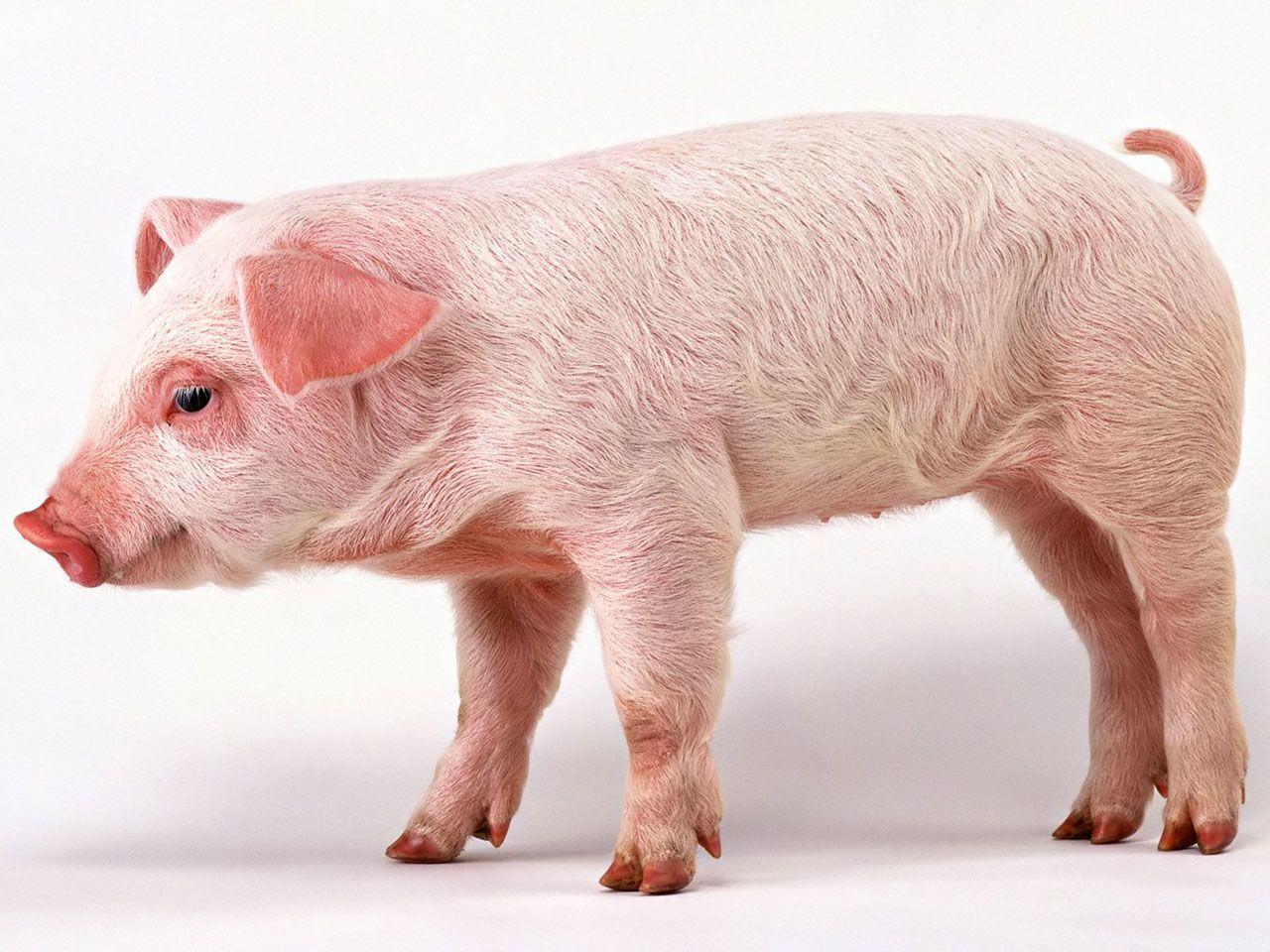 Funny Pig Wallpapers - Top Free Funny Pig Backgrounds - WallpaperAccess