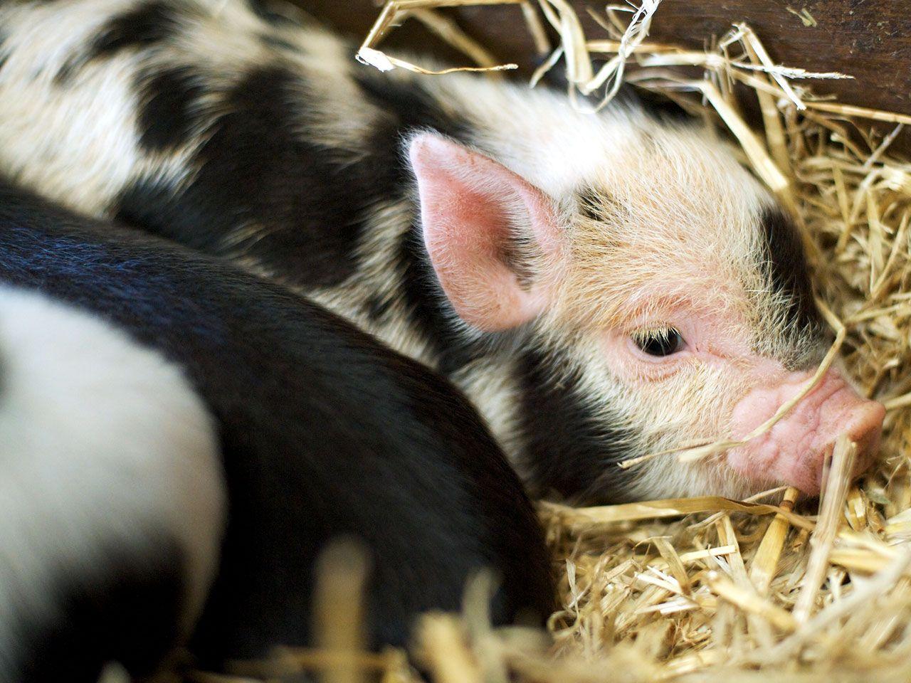 1280x960 Pigs Picture Funny Pig Wallpaper