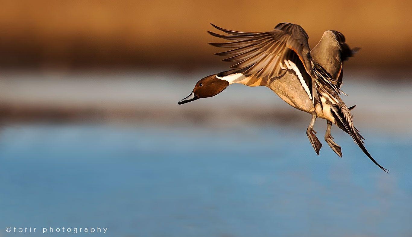 1366x786 Waterfowl Wallpaper Gallery (43 Plus)