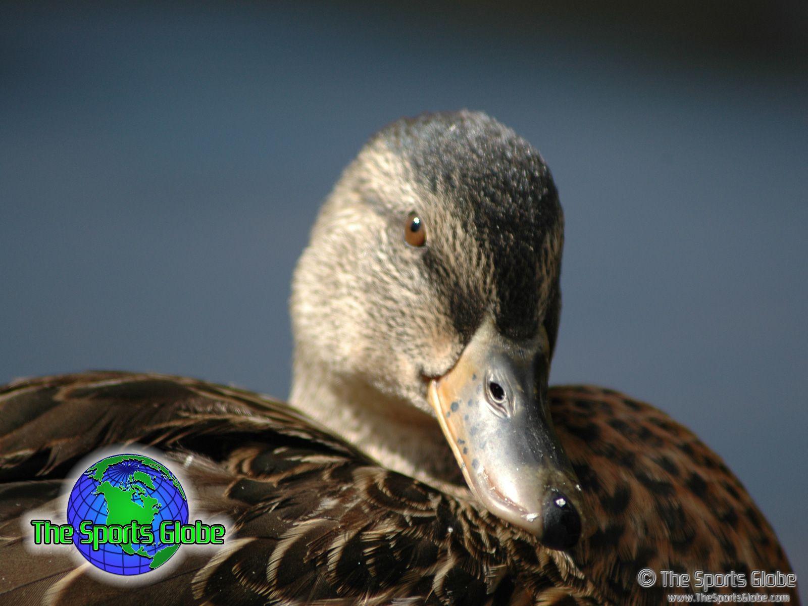 1600x1200 Waterfowl Wallpaper