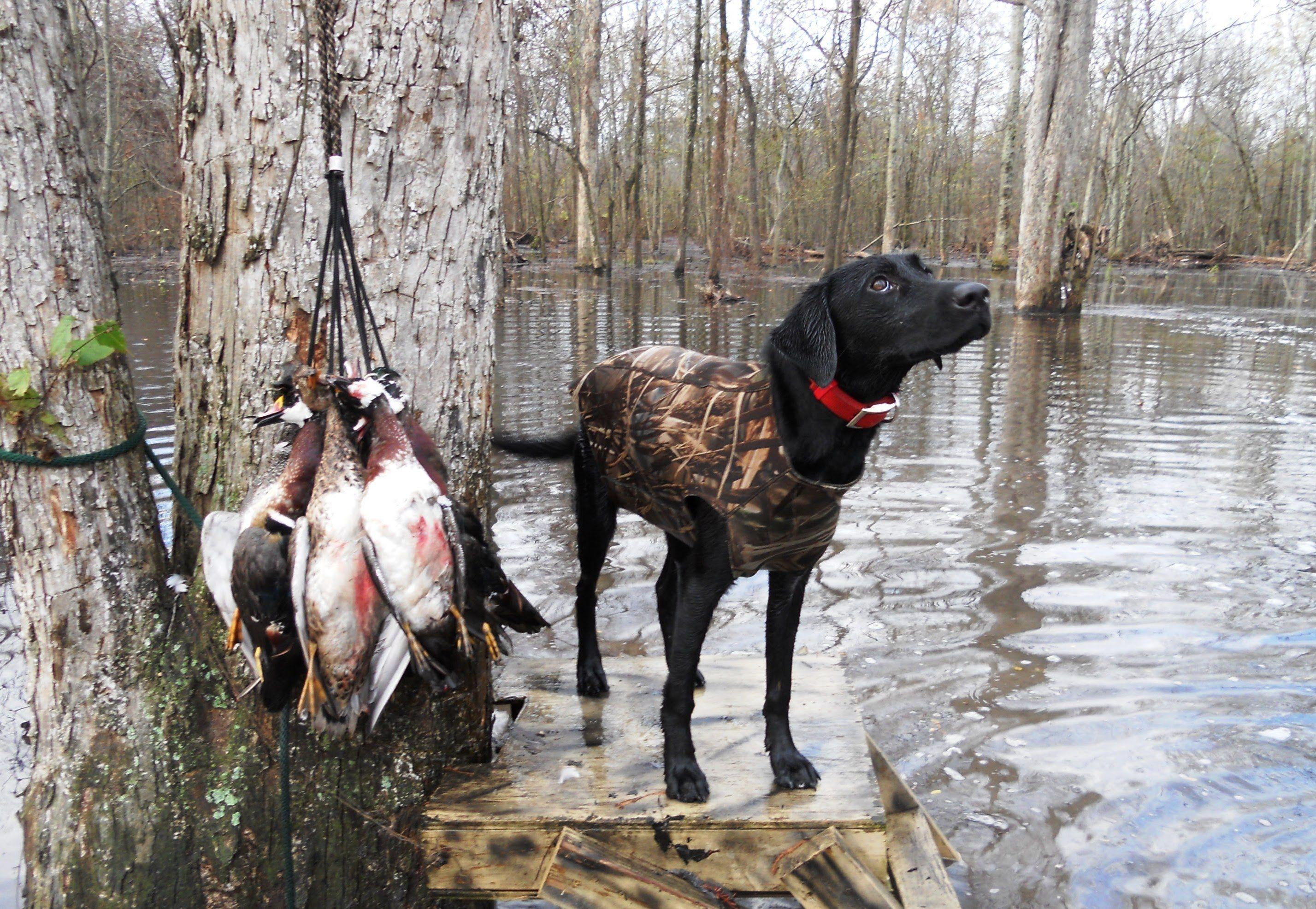 2855x1972 image of Delta Waterfowl Hunting - #FAN
