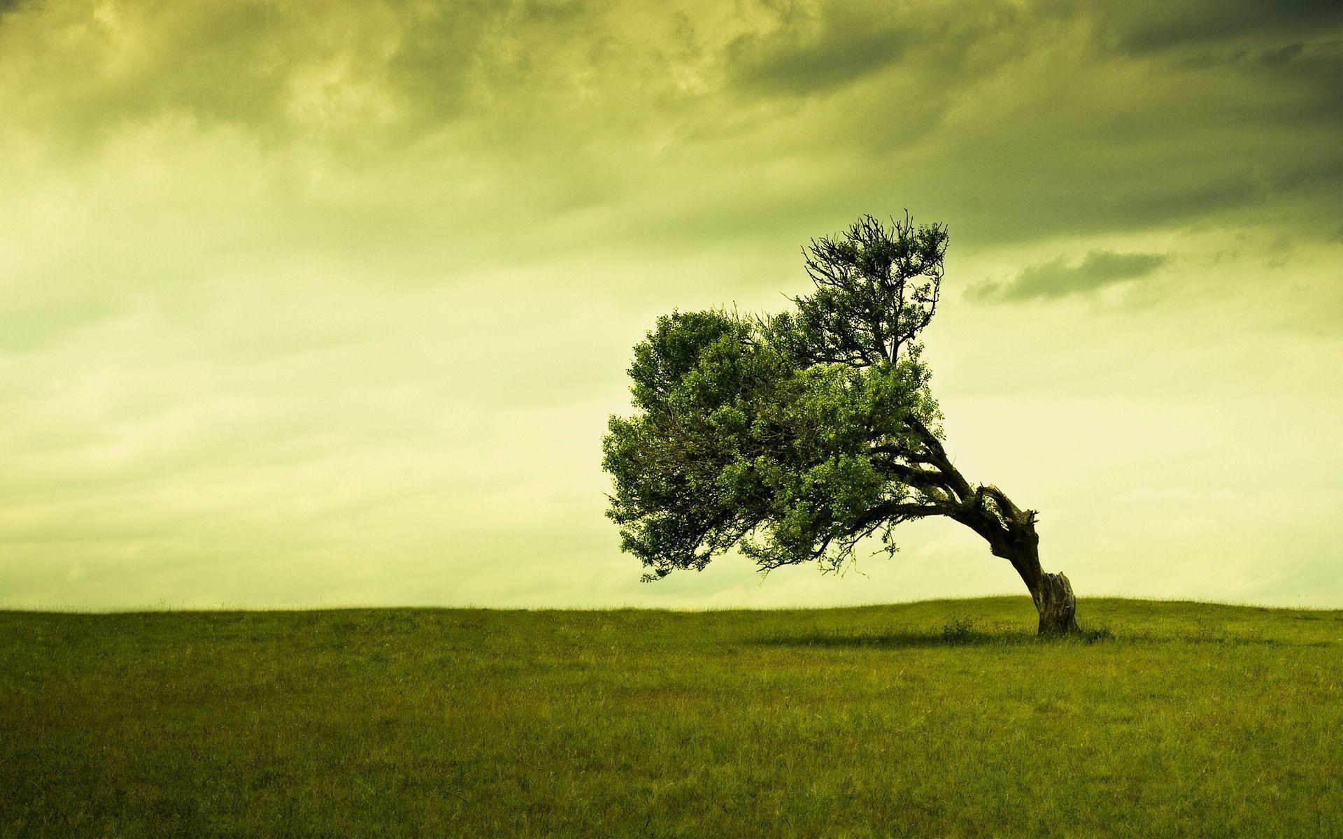 1920x1200 Tree Desktop Background