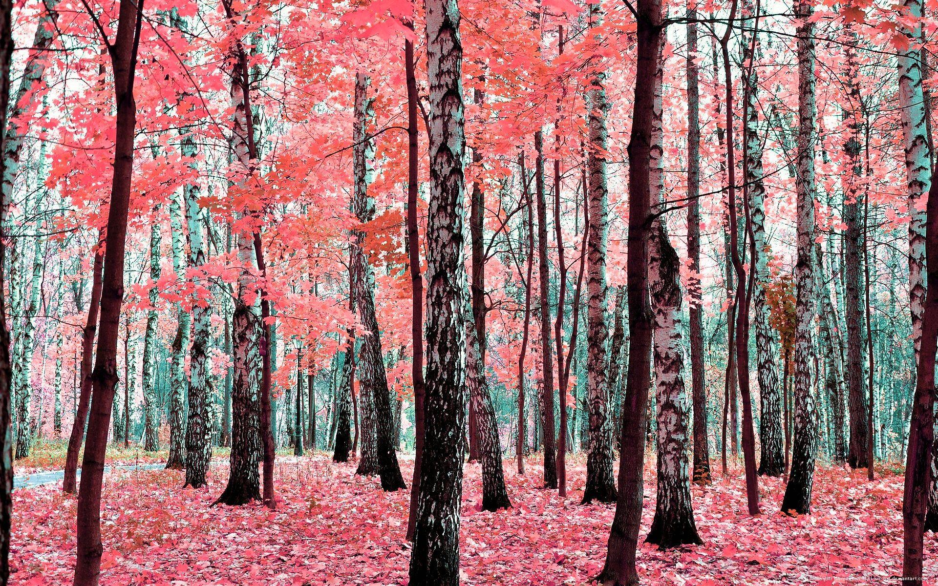 1920x1200 Birch Tree wallpaperx1200