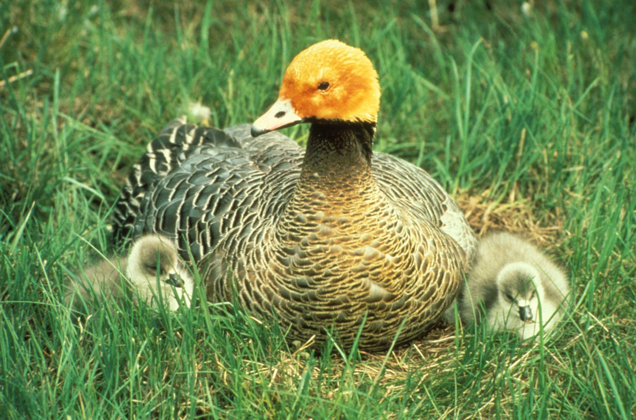 2054x1356 Alaska Region Migratory Bird Management Waterfowl