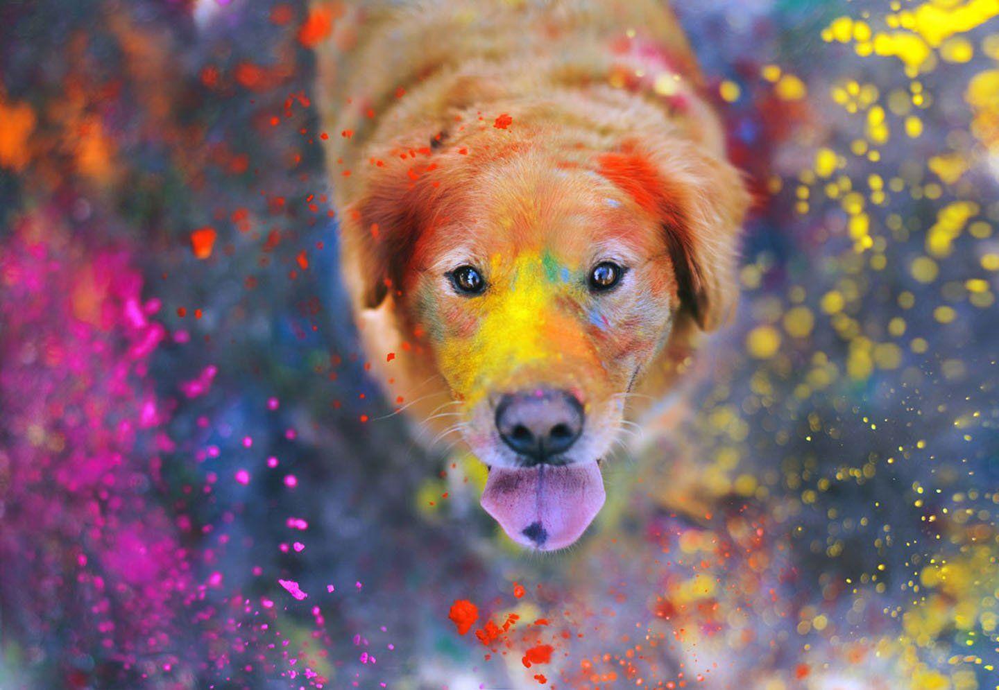 1440x995 colorful, Dog, Cute, Animal Wallpaper HD / Desktop and Mobile Background