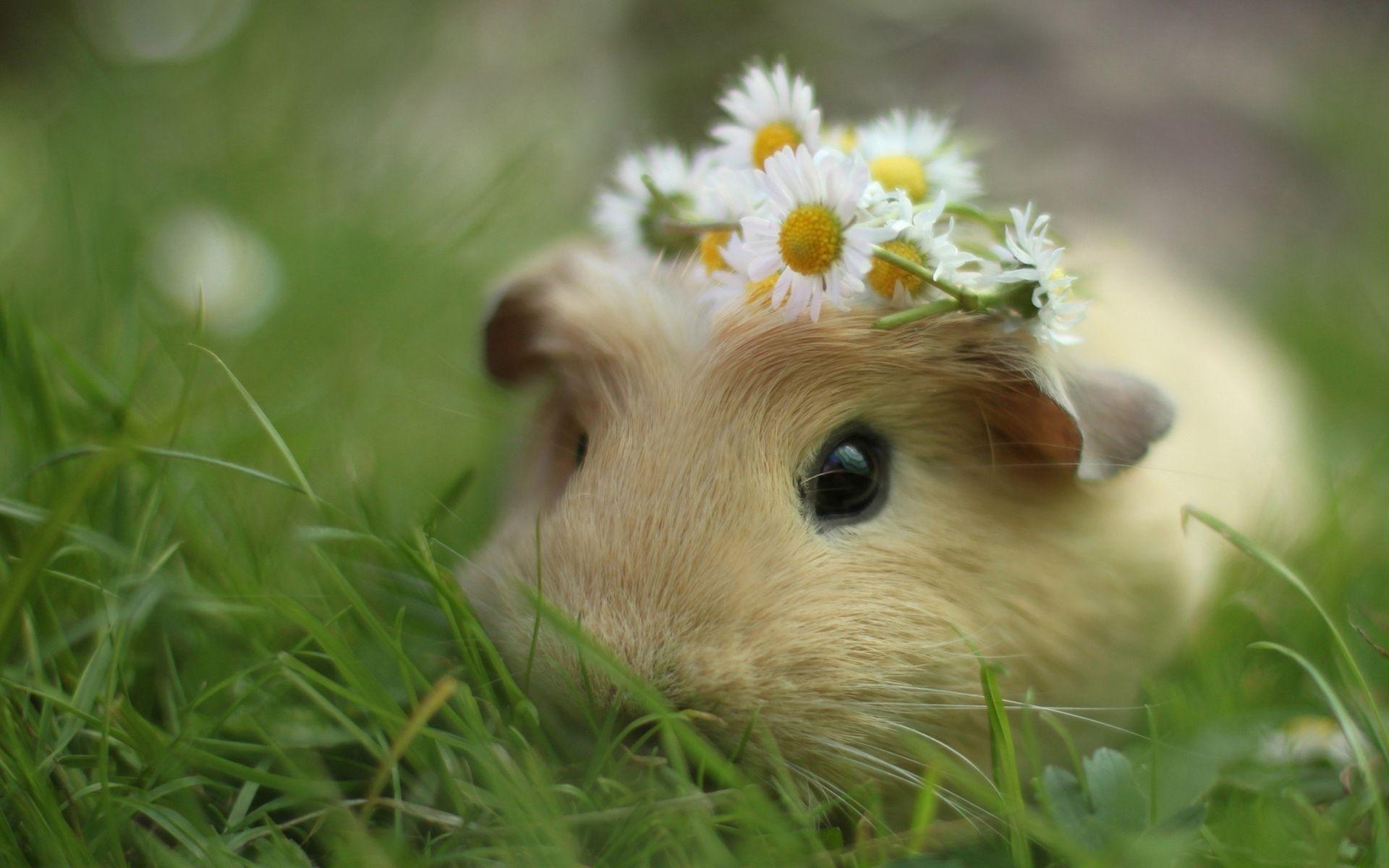 Adorable Baby Pigs Wallpapers - Top Free Adorable Baby Pigs Backgrounds ...