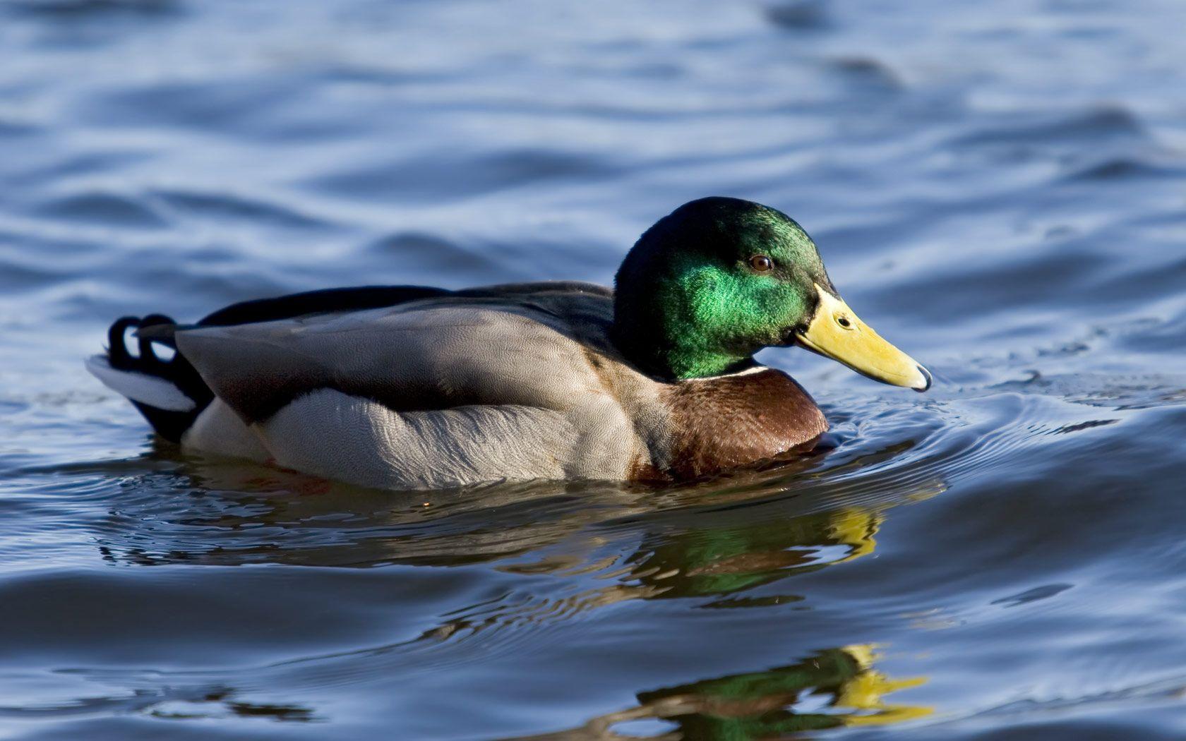 1680x1050 Ducks Wallpaper