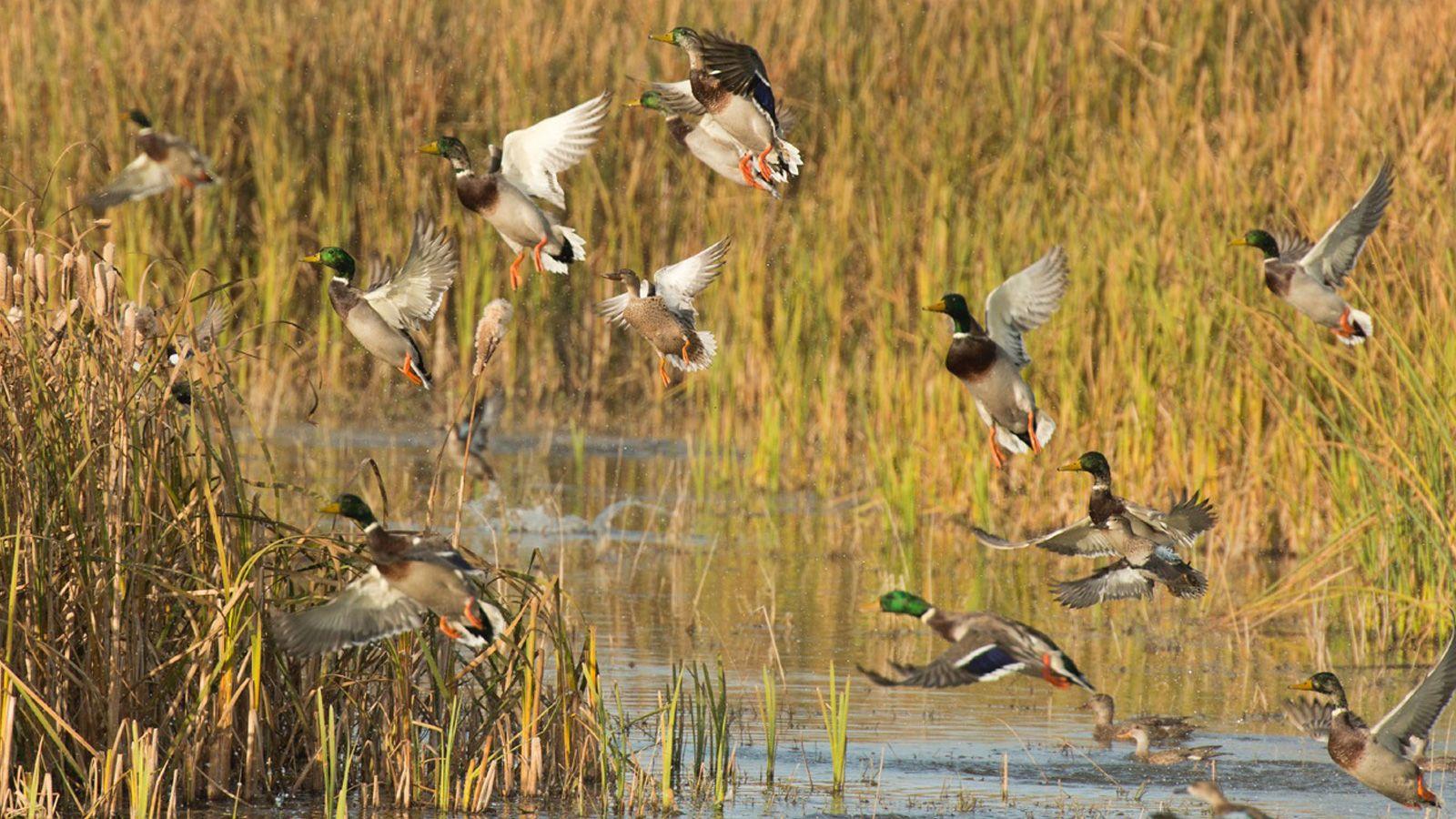 1600x900 Duck Places With Acreage. Garden & Gun Land