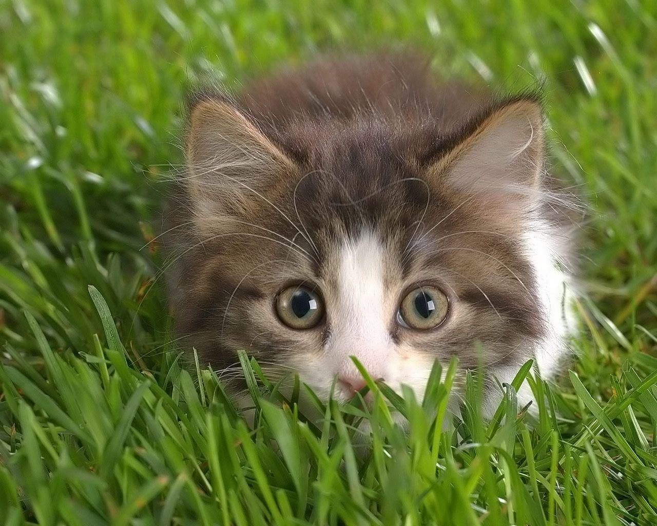 1280x1024 Cat Background. Awesome Cat Wallpaper, Amazing Cat Wallpaper and Funny Cat Wallpaper
