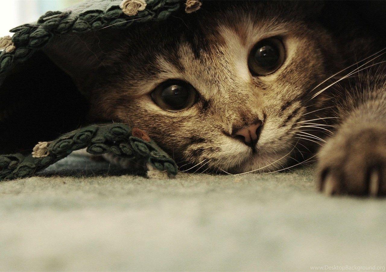 1280x900 Awesome Funny Cat Wallpaper HD, HD Desktop Wallpaper Desktop Background