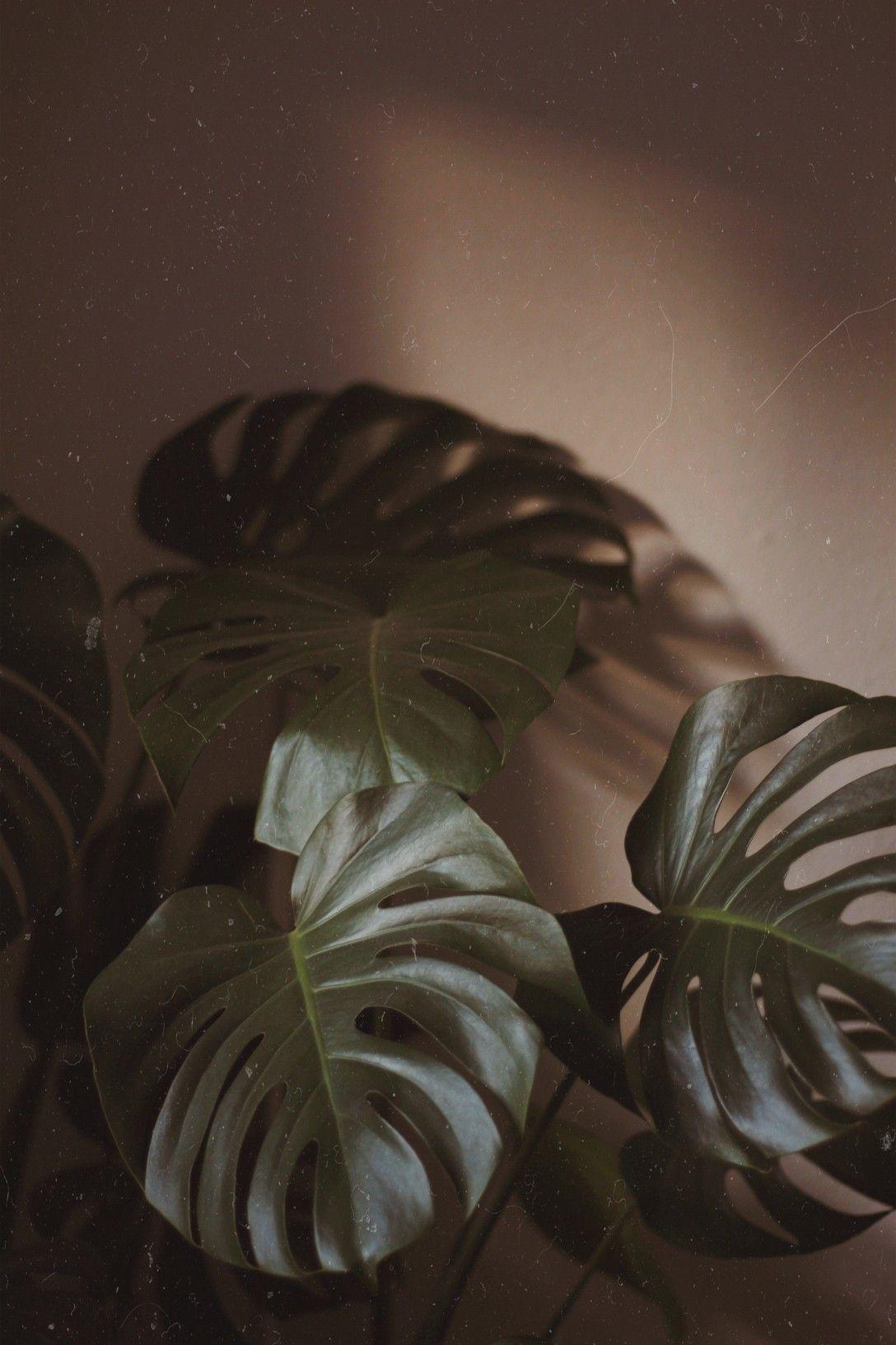 1088x1632 Love love love Monstera. Настенные картины, Зеленые фоны, Иллюстрации растений