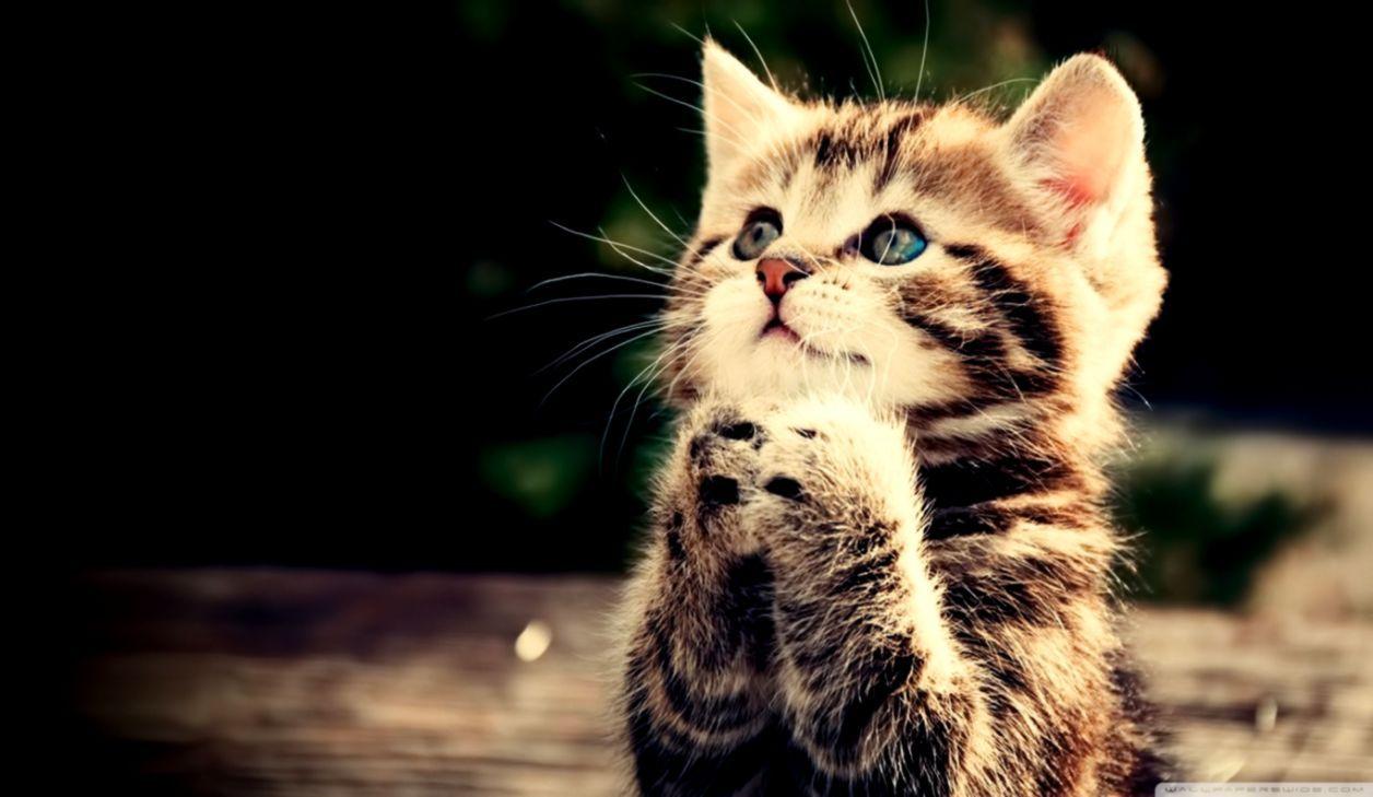 1256x729 Funny Cat Wallpaper Desktop